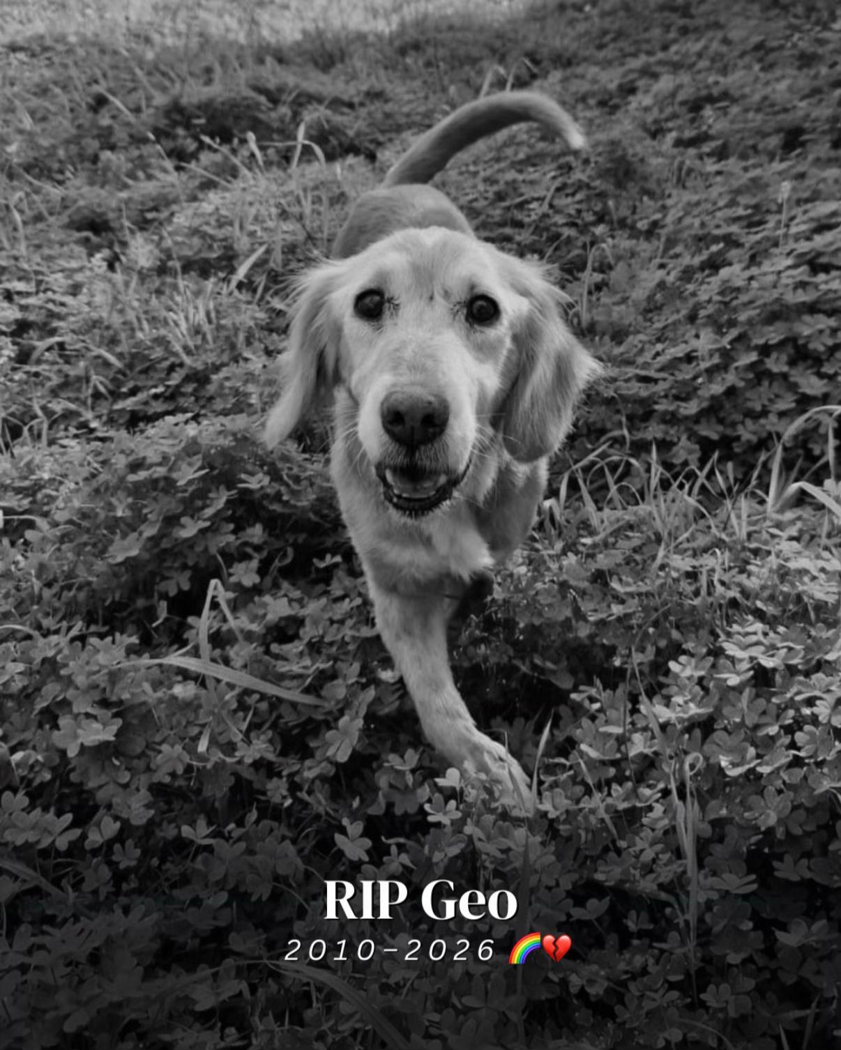 @SpecialDogs e.V.