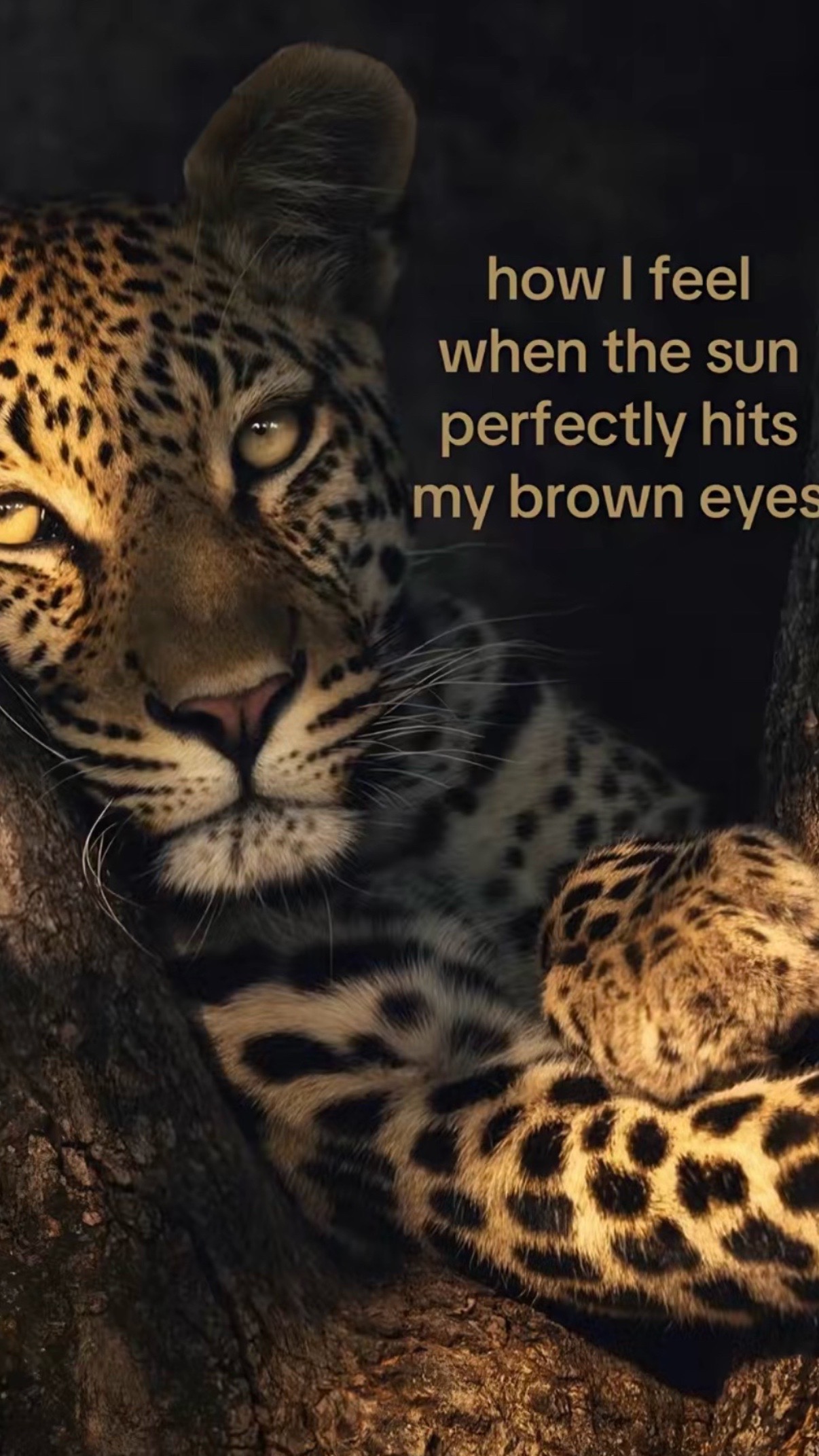 @fresitaly12