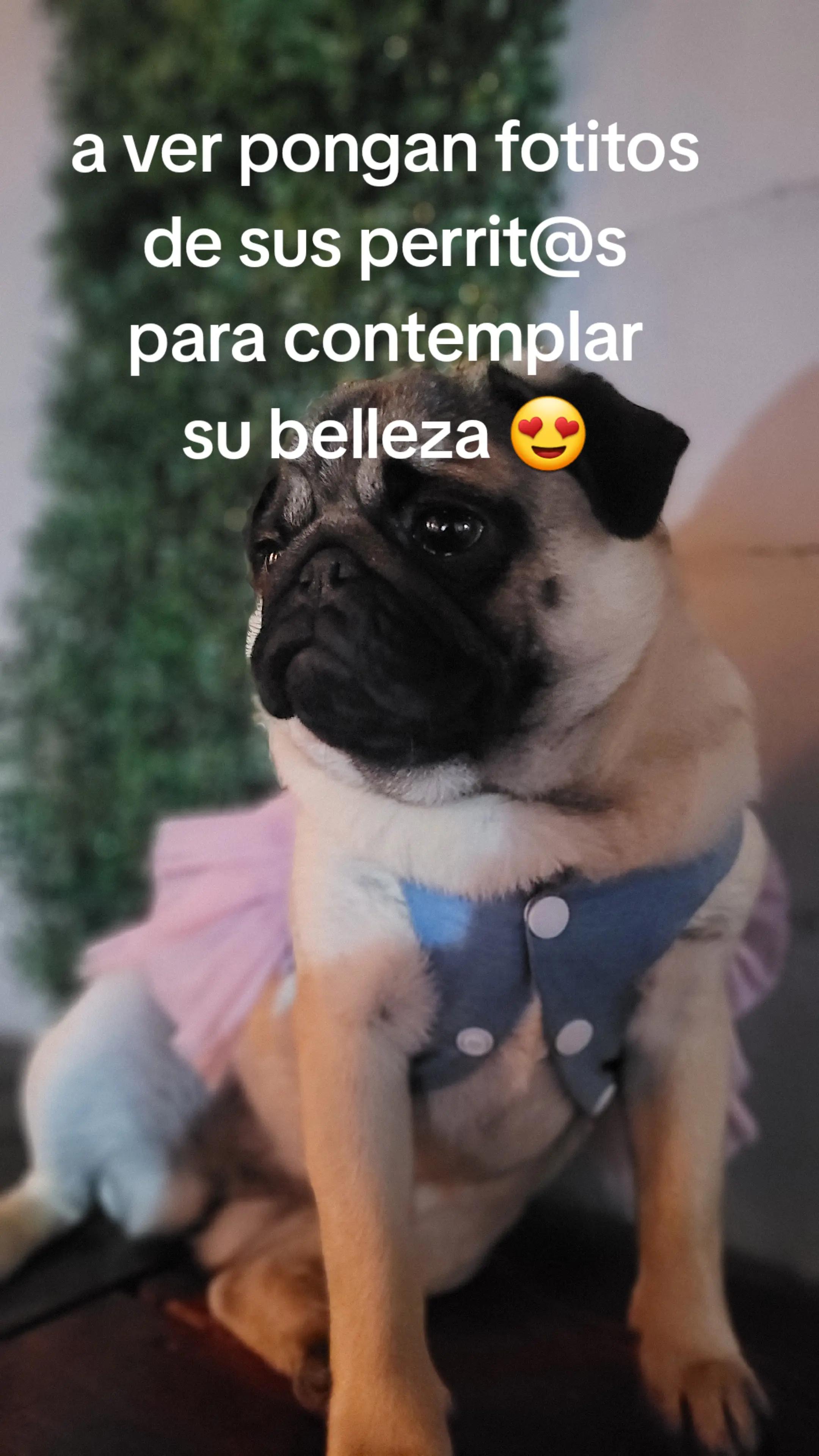 @melizabeth