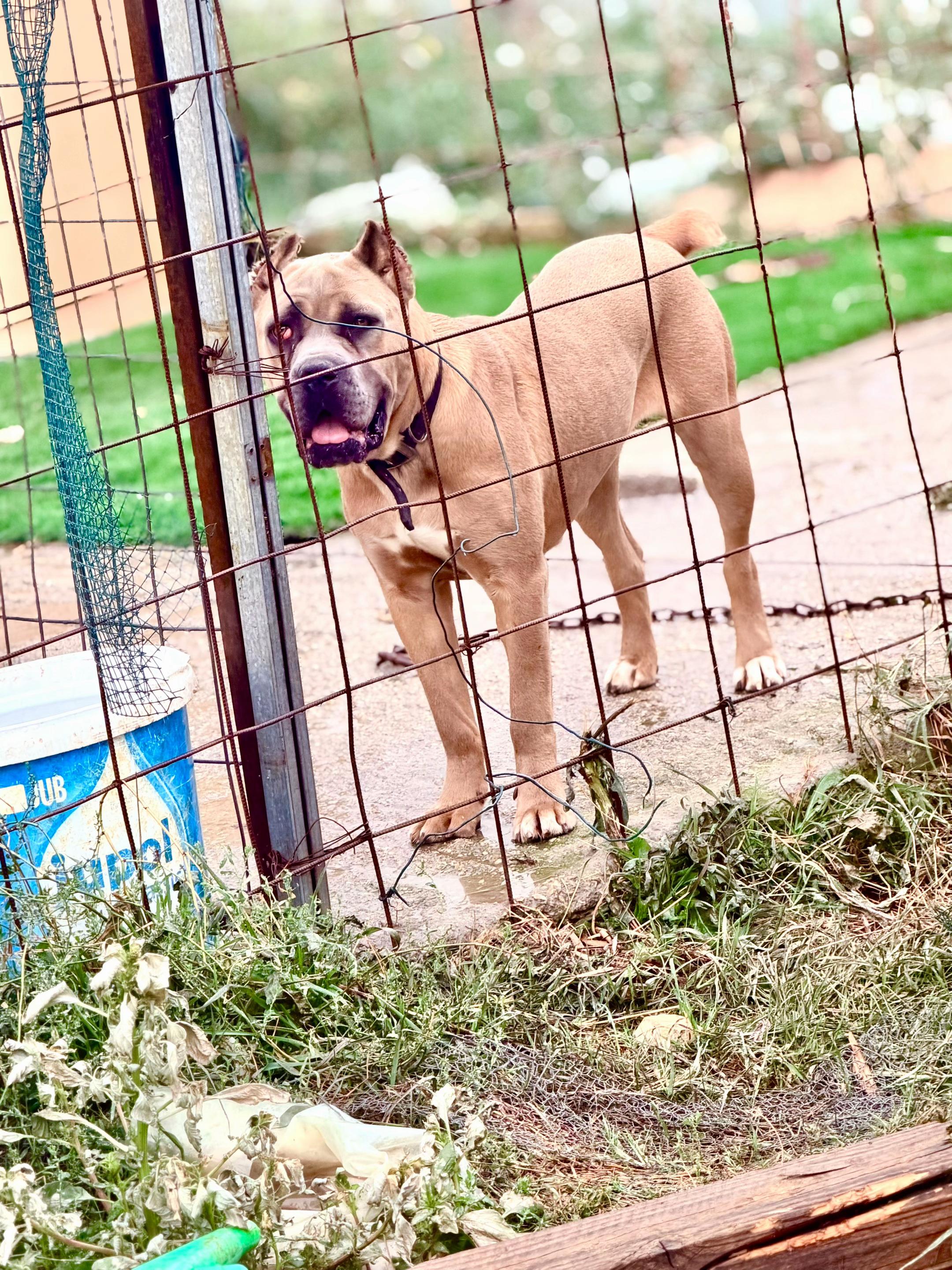 @AlbaniaCaneCorso Kennel