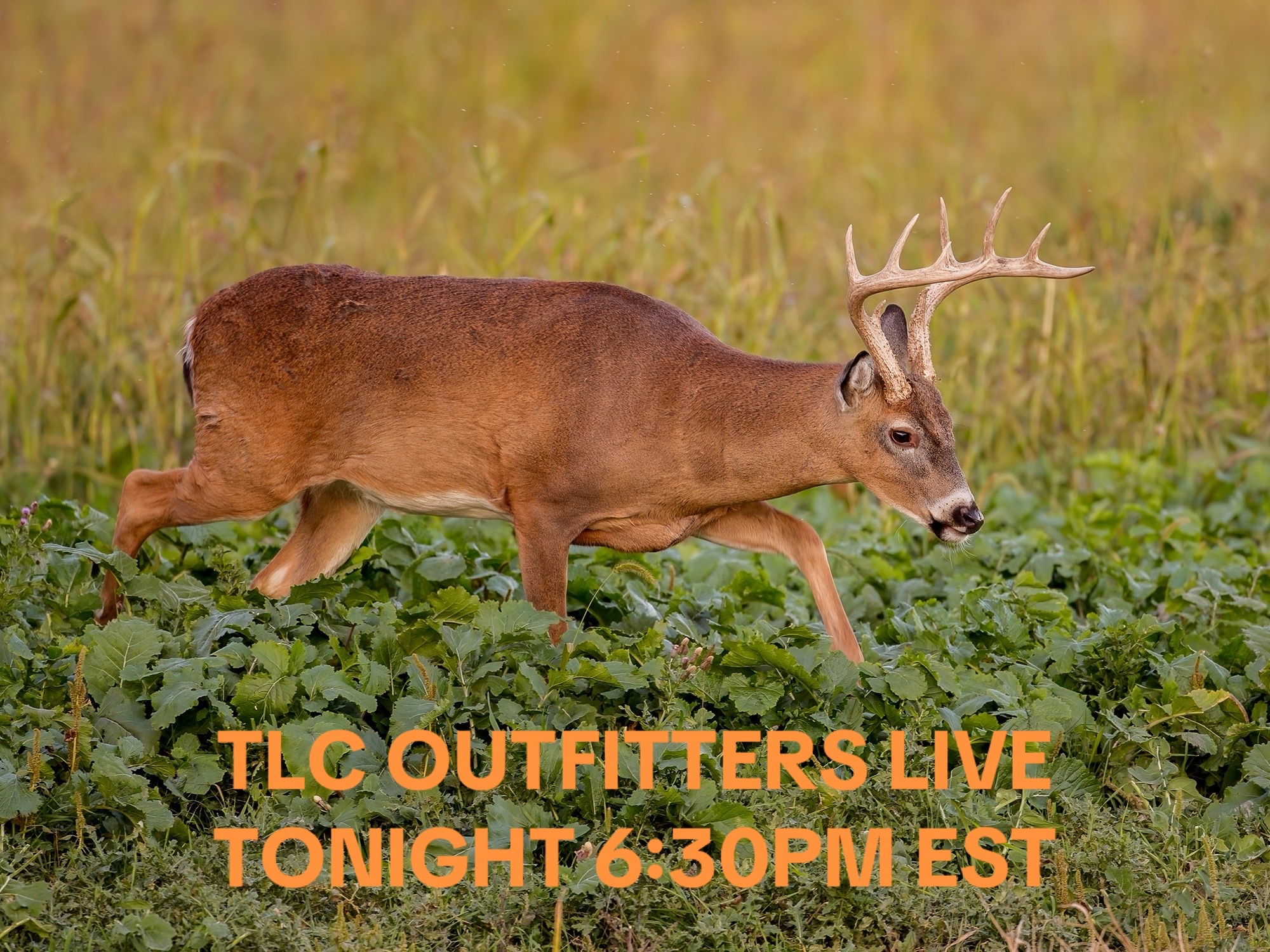 @TLC Outfitters