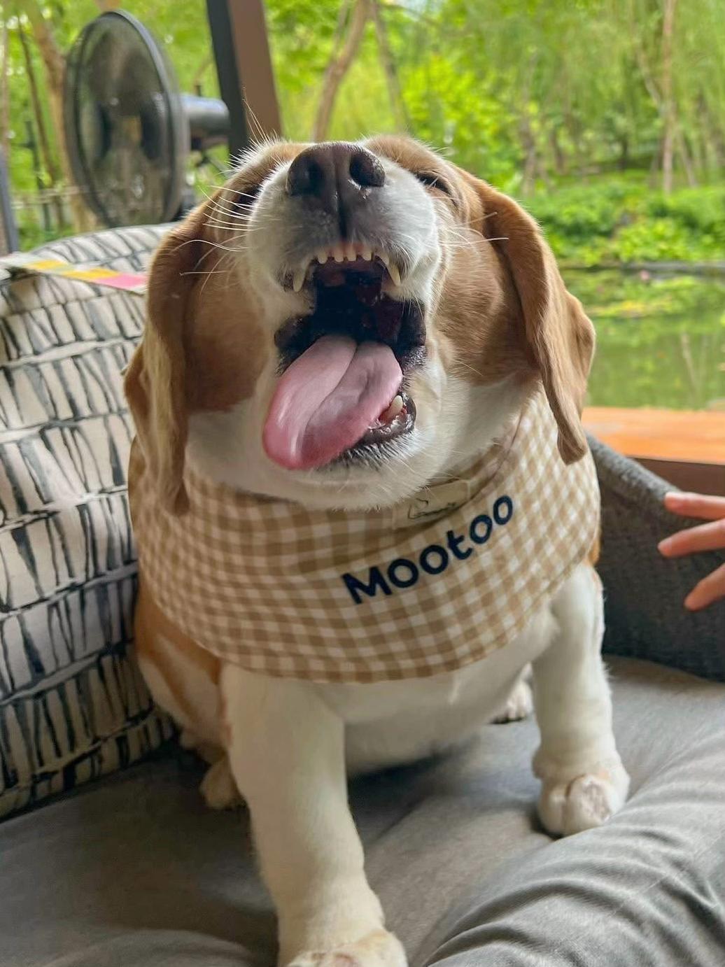 @BigMootoo