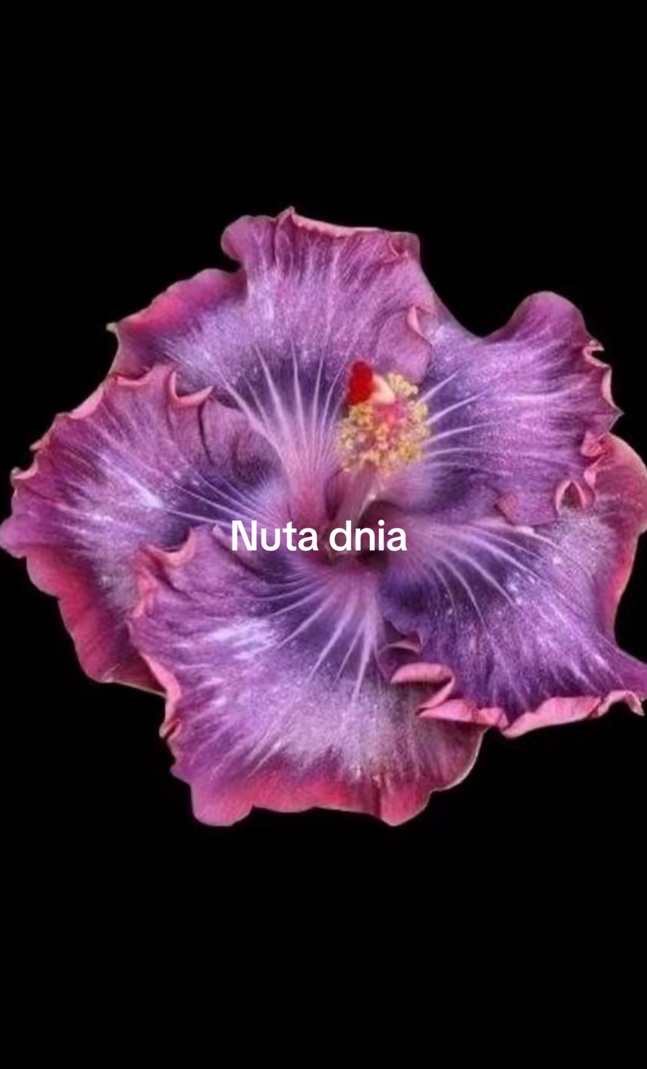 @zaza_tiktok