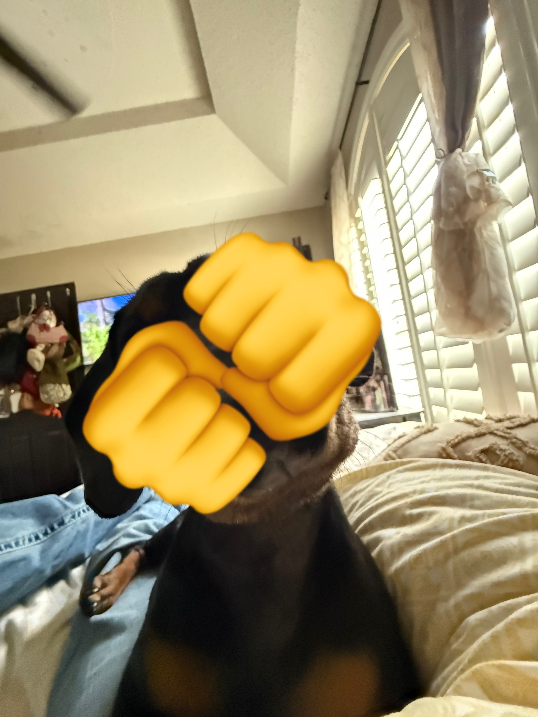 @ayla