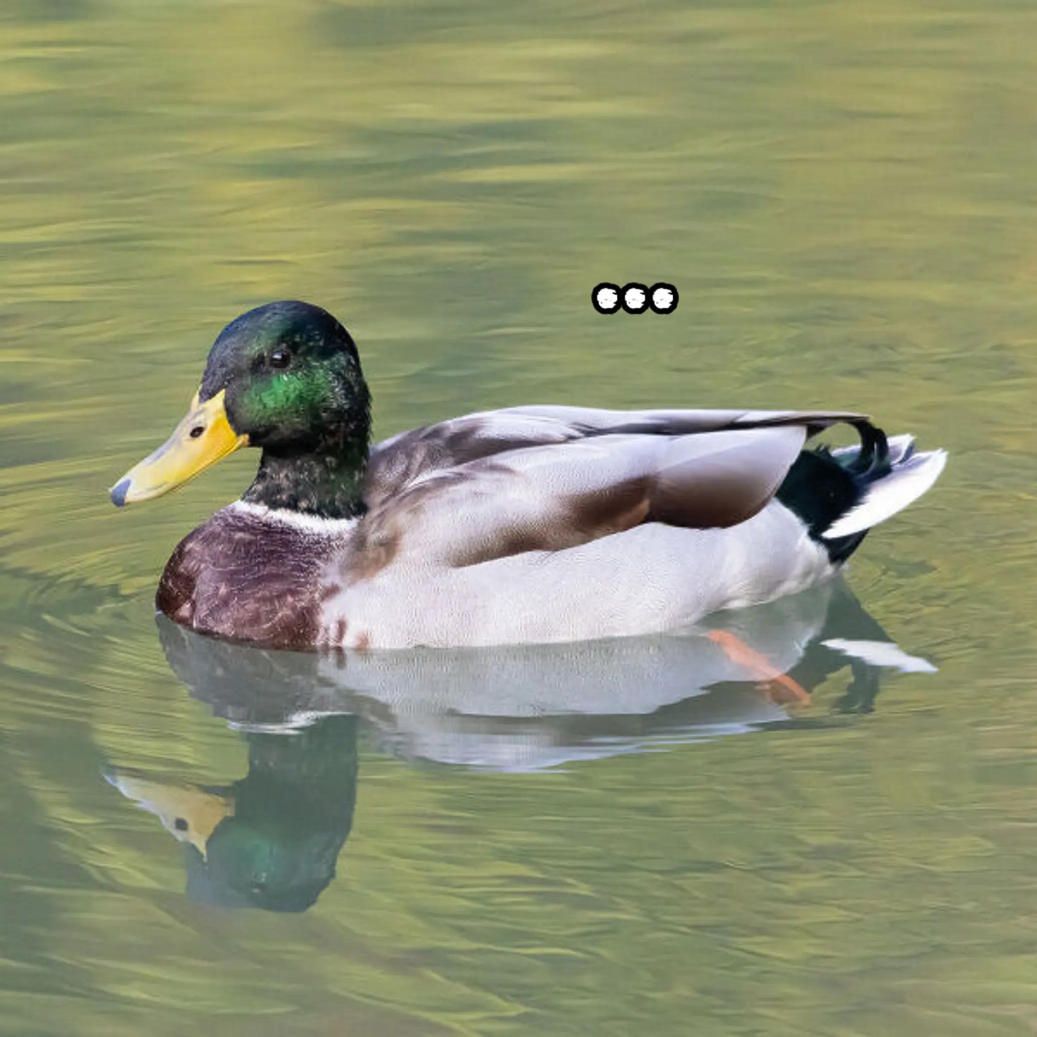 @๐๐ฎ๐ฟ๐ธ