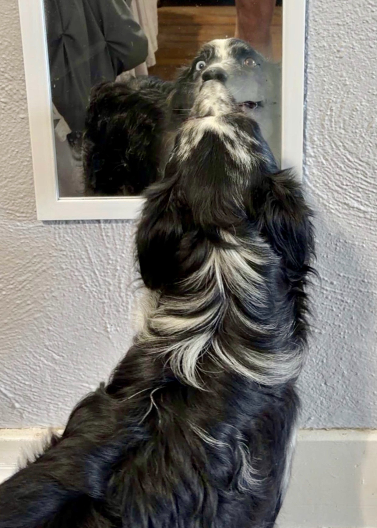 @K9 Dina