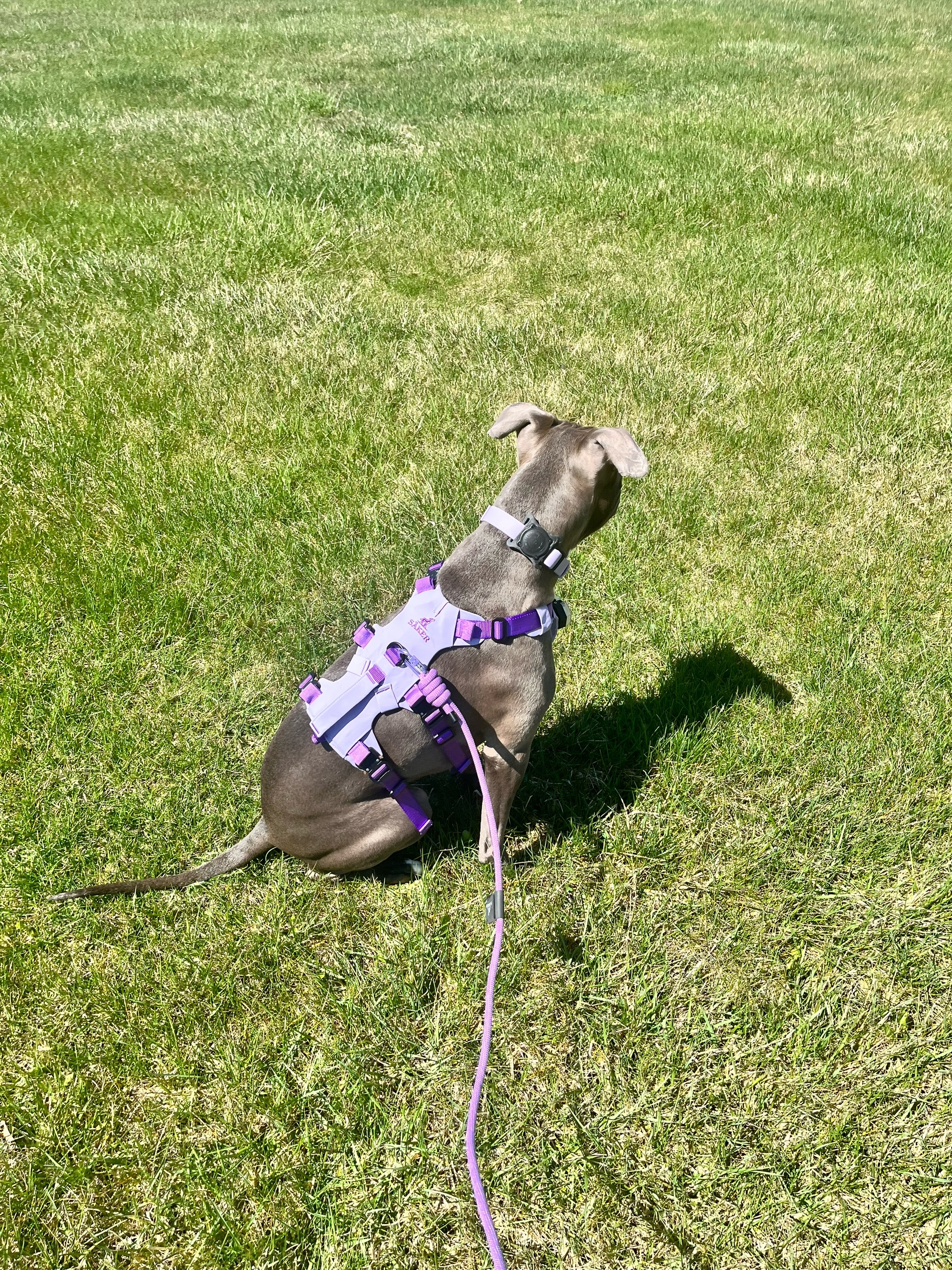 @Ivy the pitty