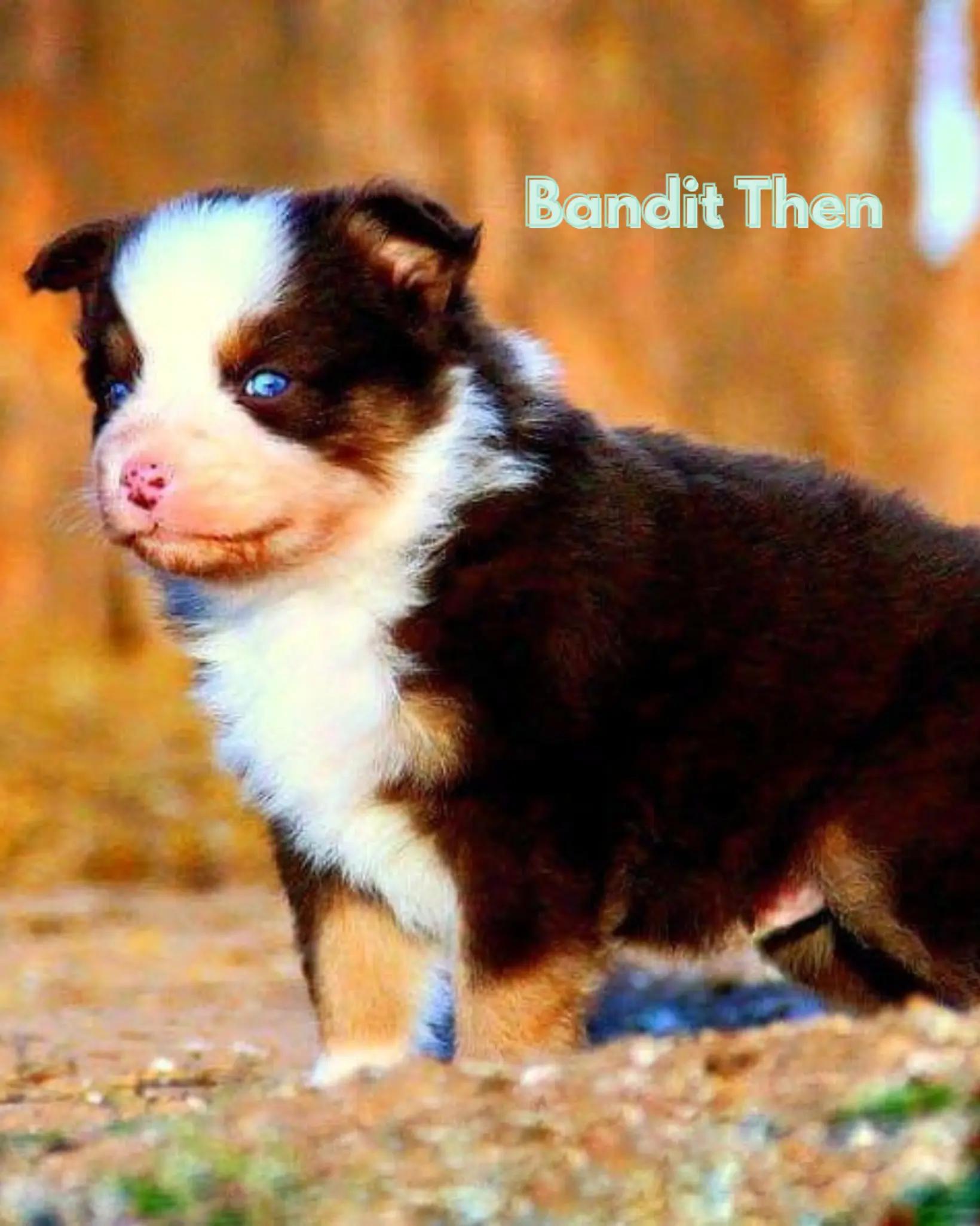 @BasicallyBandit