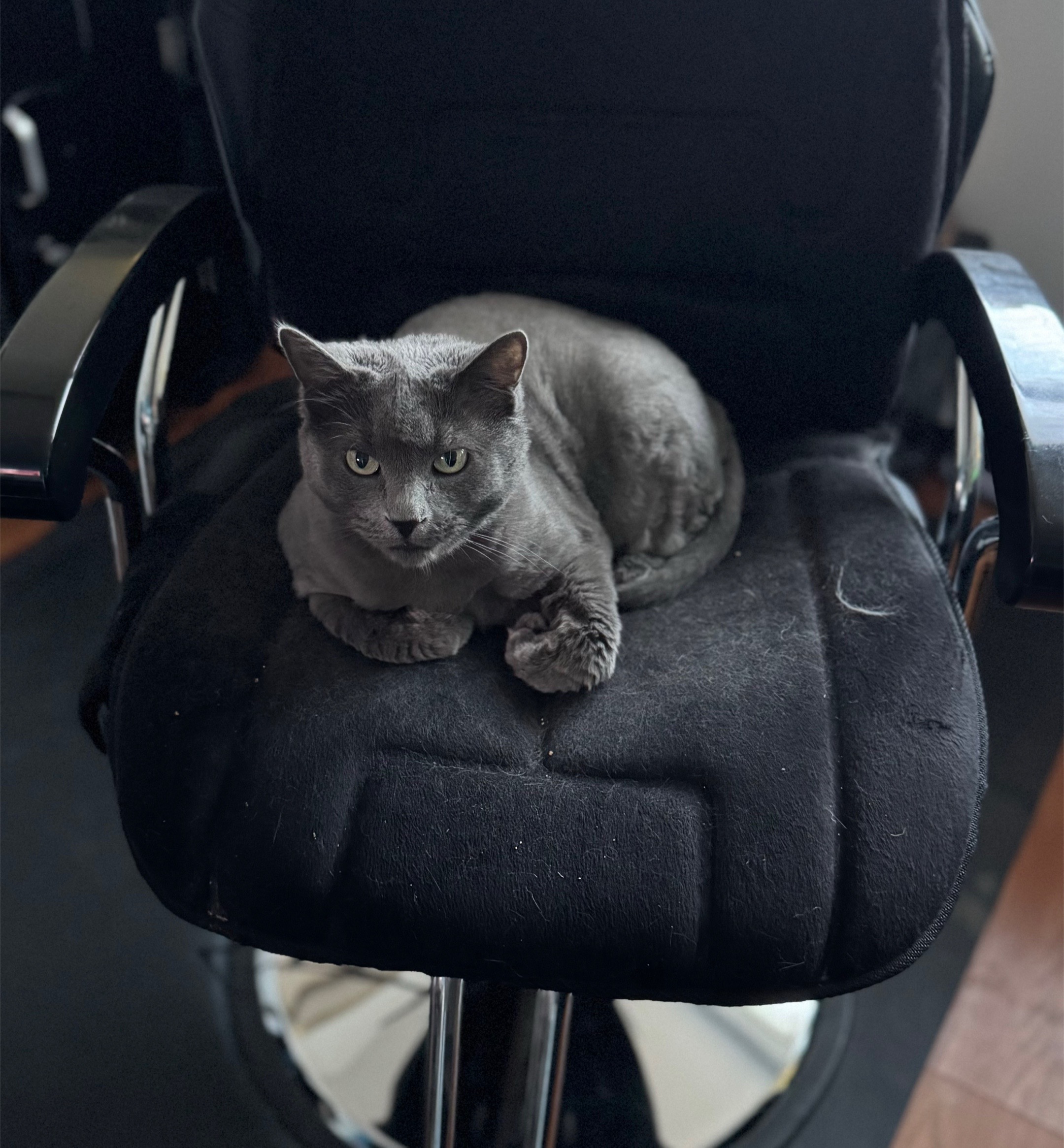 @mischievousmoblincat