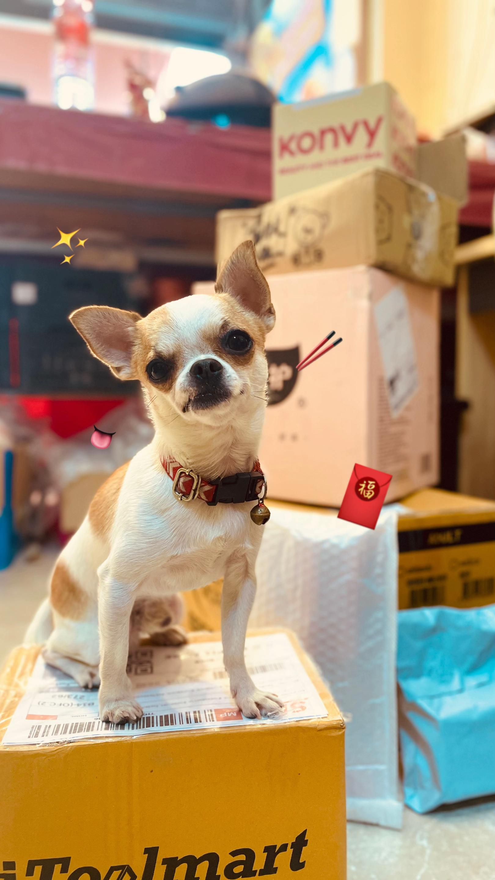 @บิ๊กบอสลูกมีน่า🐶