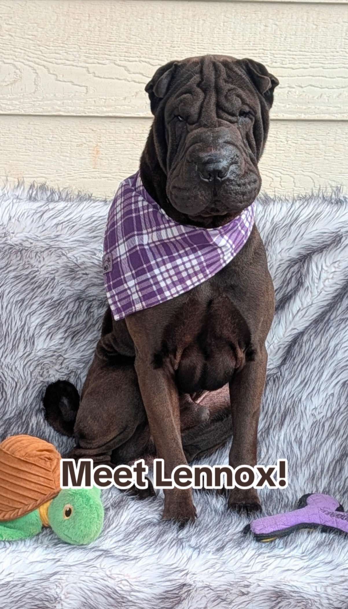 @Happy Tails Rescue, Inc.