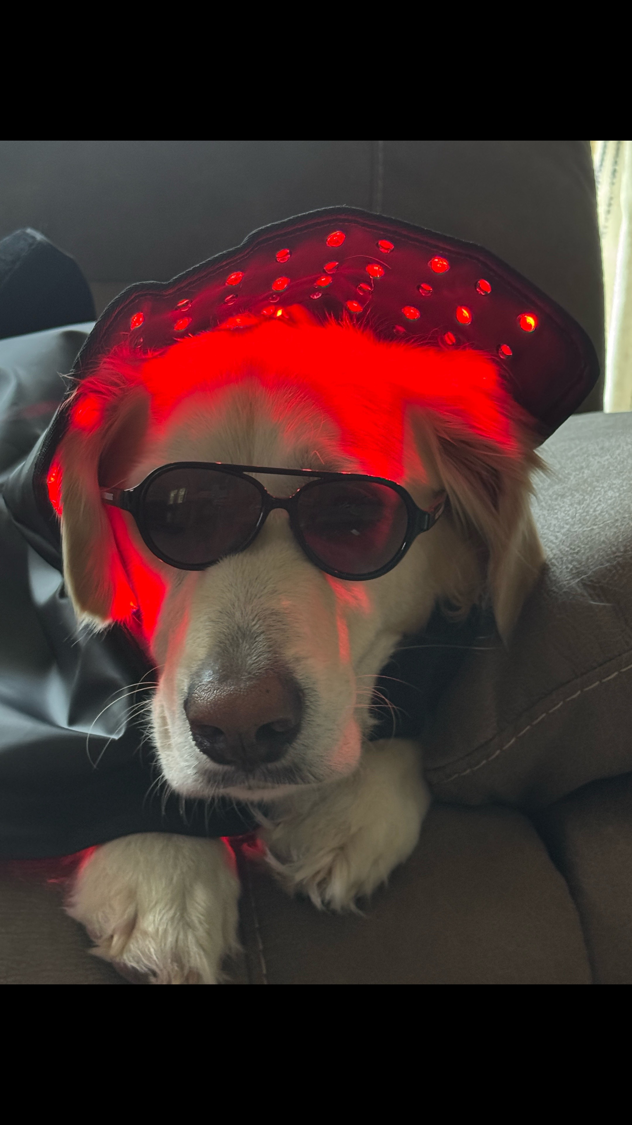 @WILLY | GoodDog