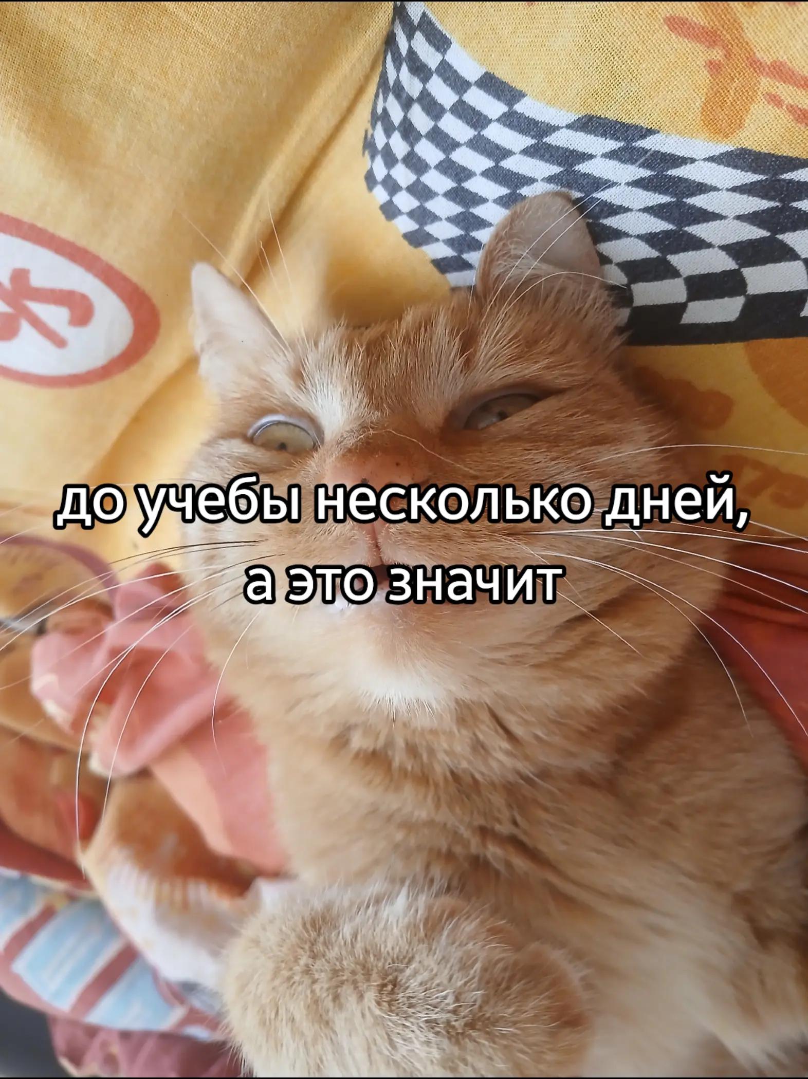 @𝙾𝚌𝚑𝚞𝚖𝚎𝚌𝚔𝚒𝚢