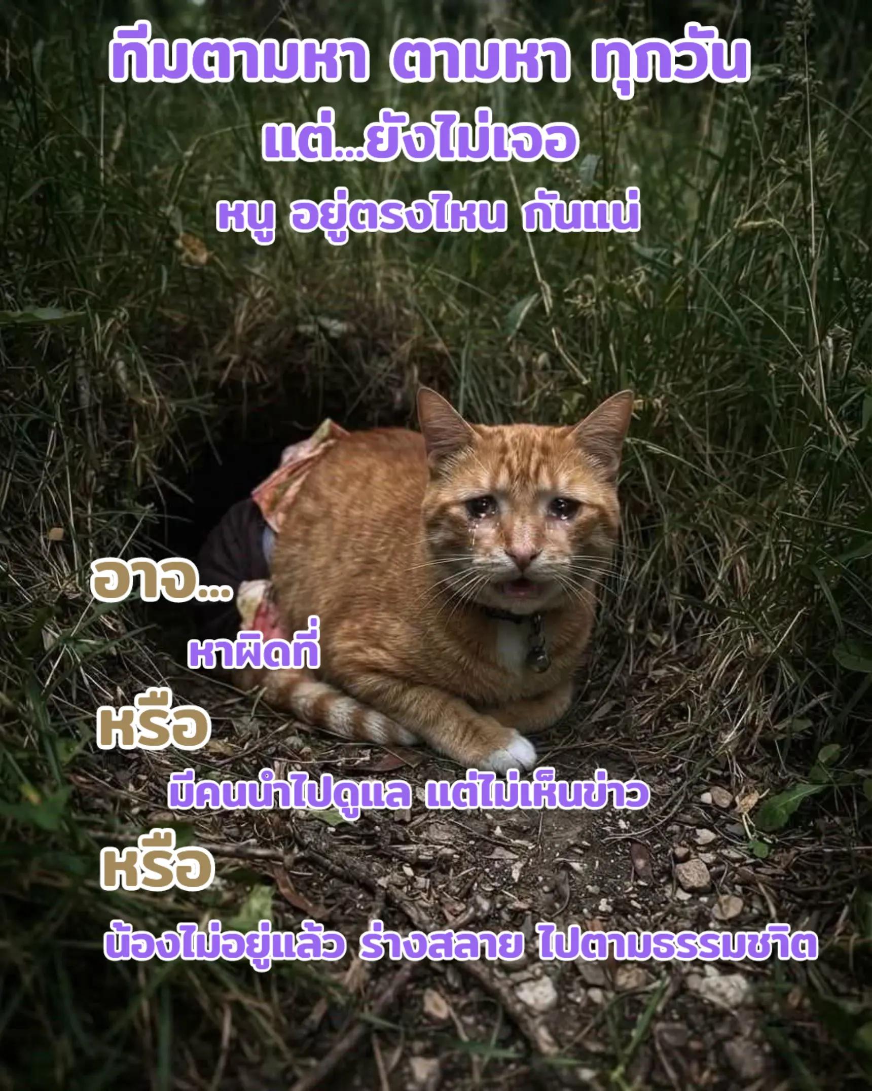 @Bua