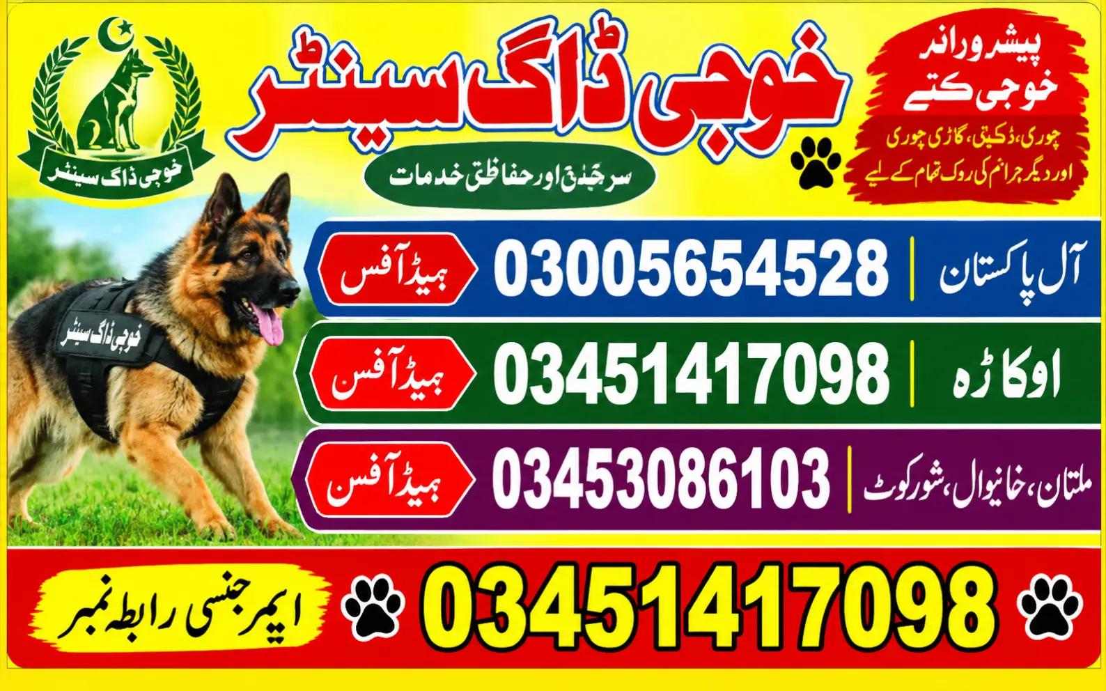 @khoji dog contact number