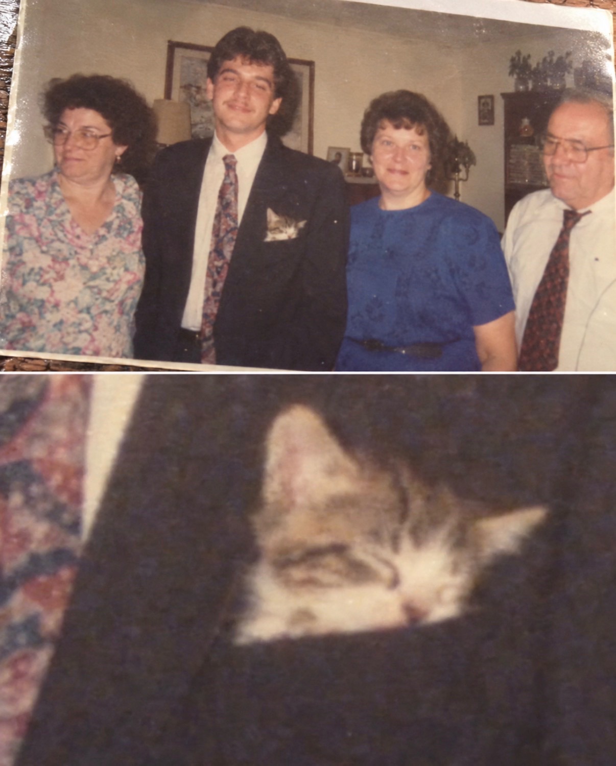 @cat memes