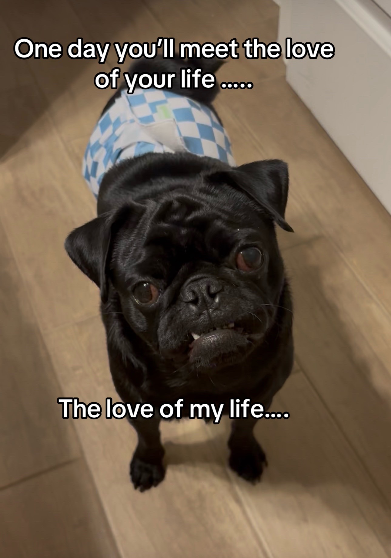@ThreeCrustyPugs