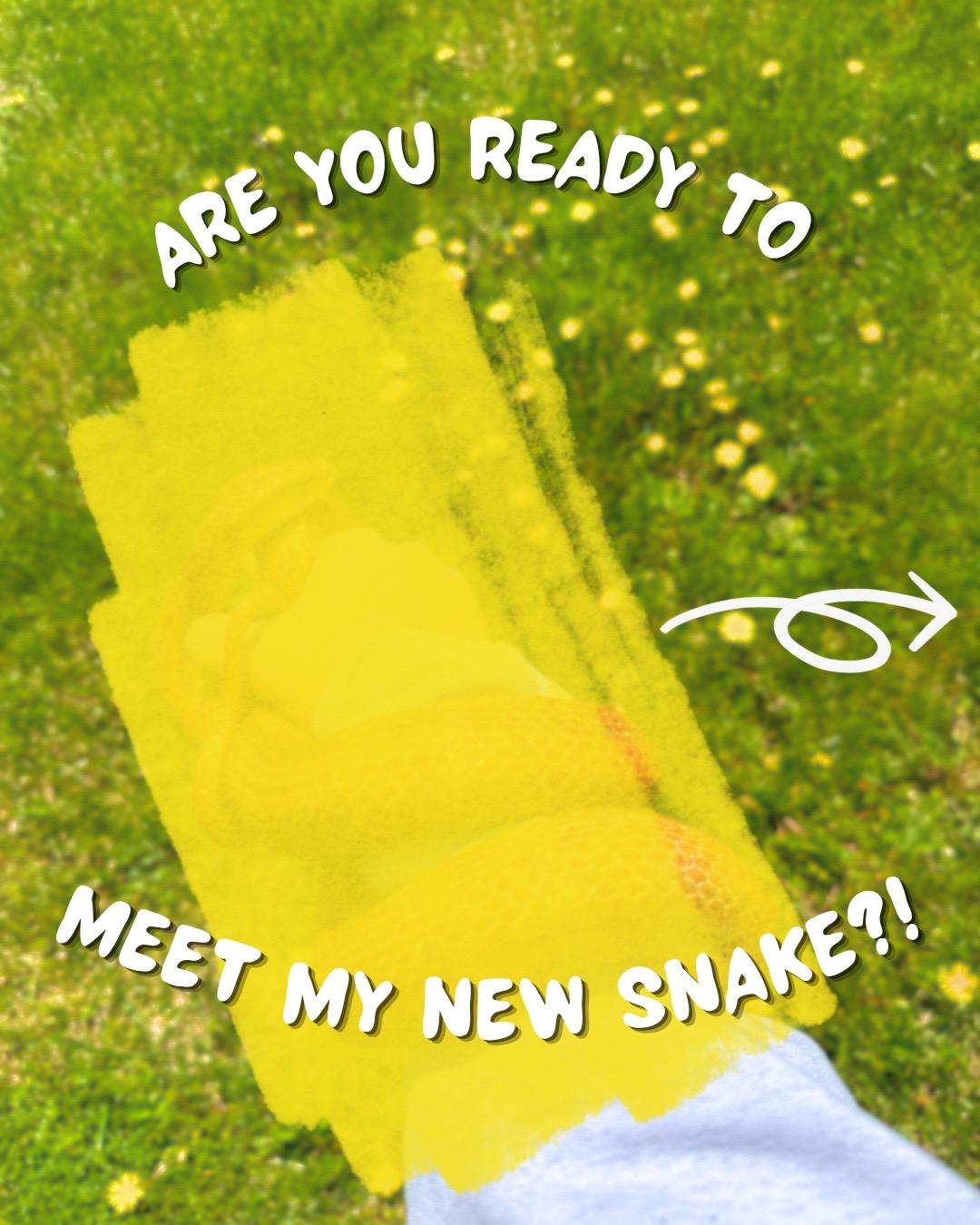 @ZA Reptiles