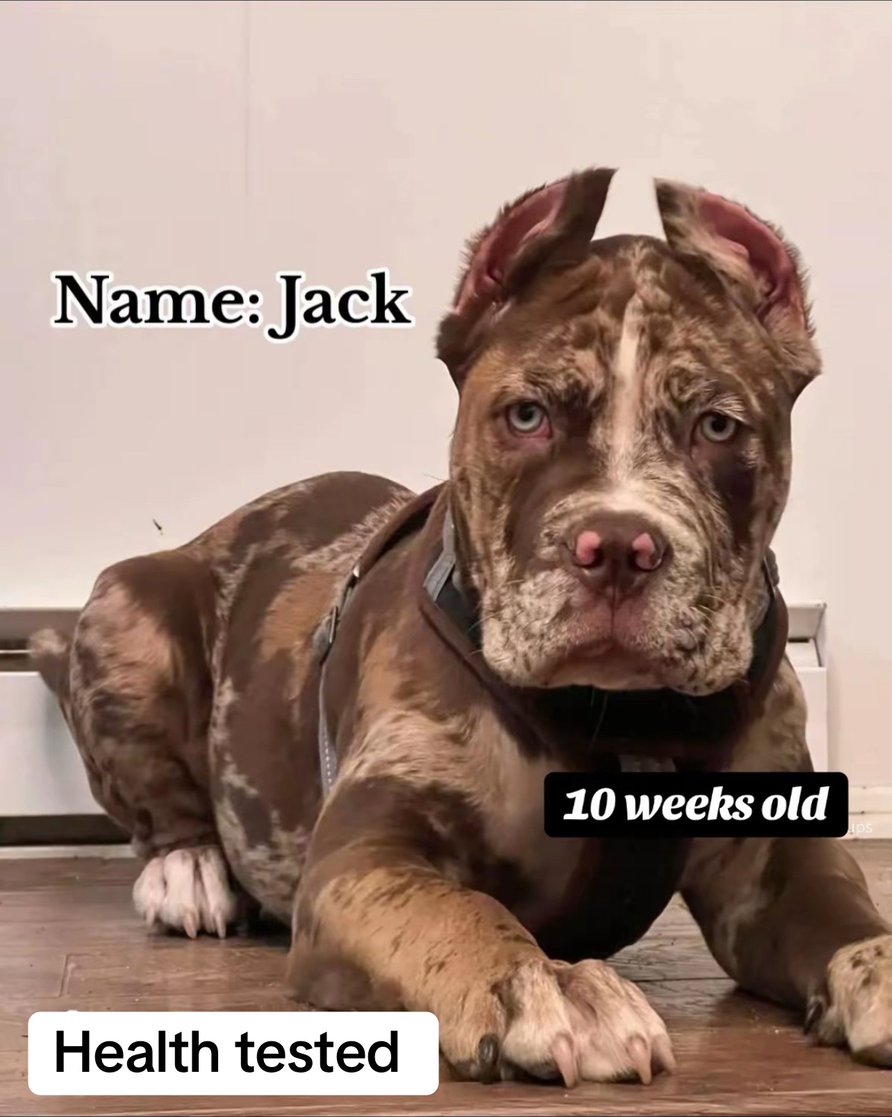 @North America Mastiff Founder