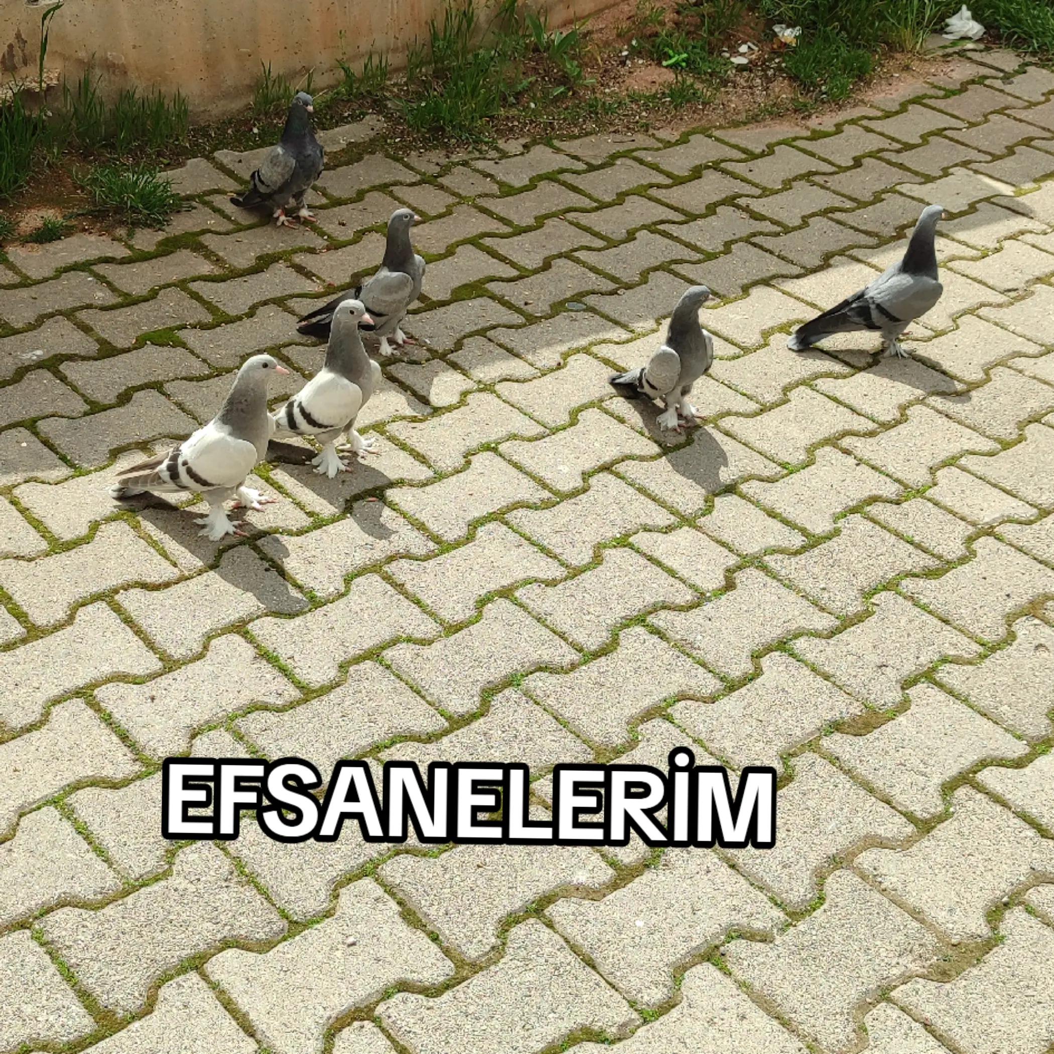 @Hacı Osman Tanrıkulu