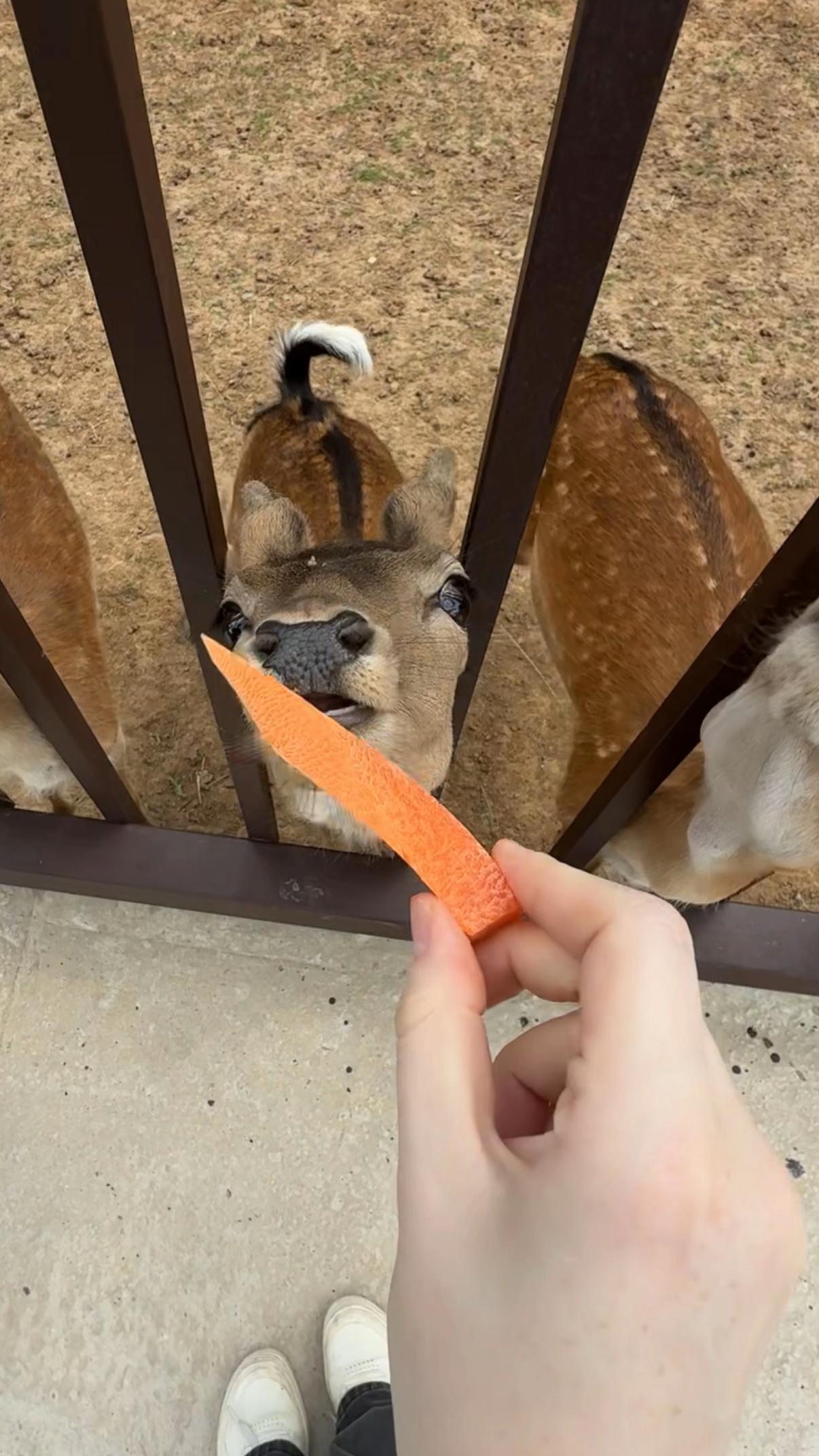 @𝓝
