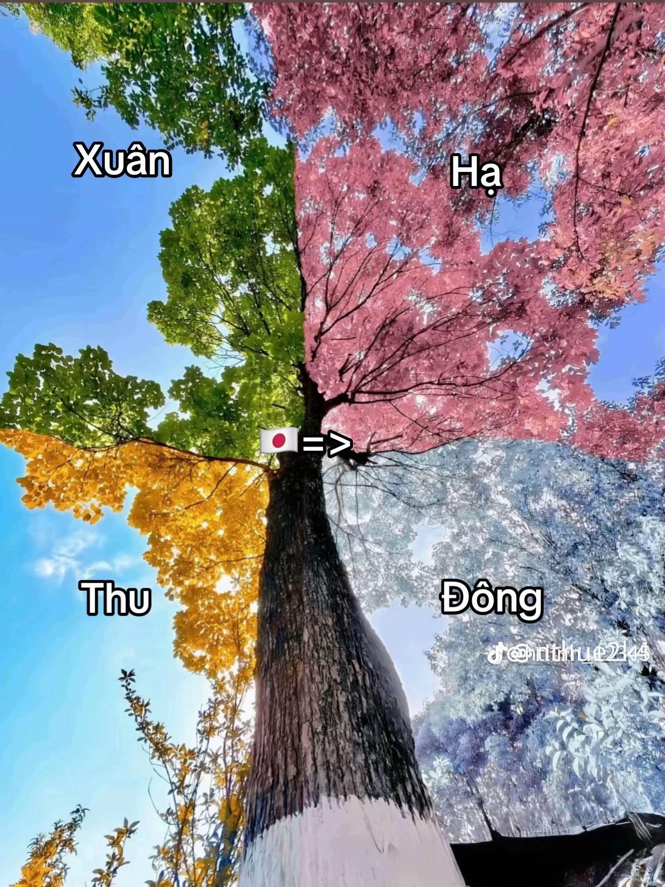 @Yến Quỳnh 🩵