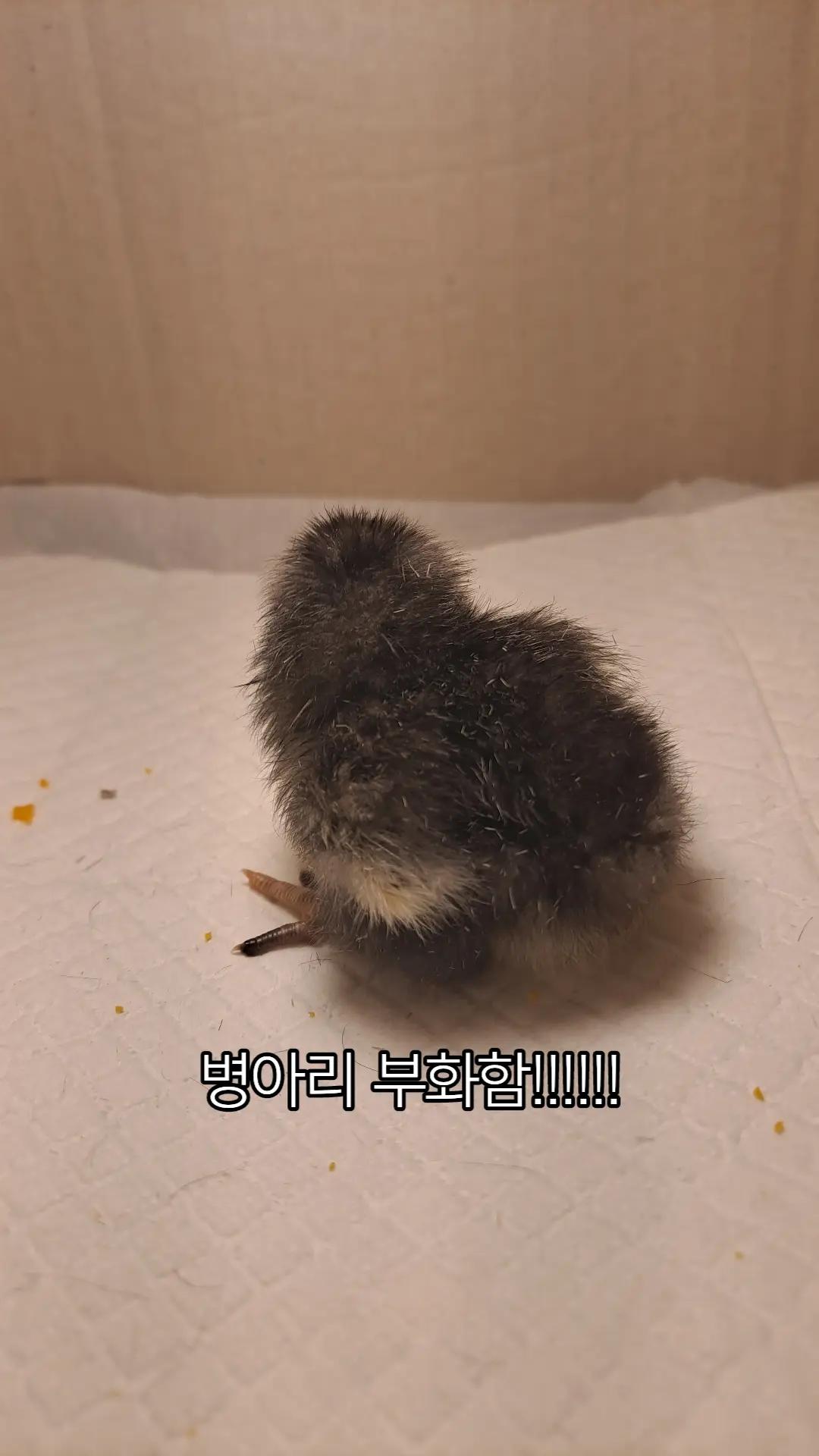 @쿼카콜라