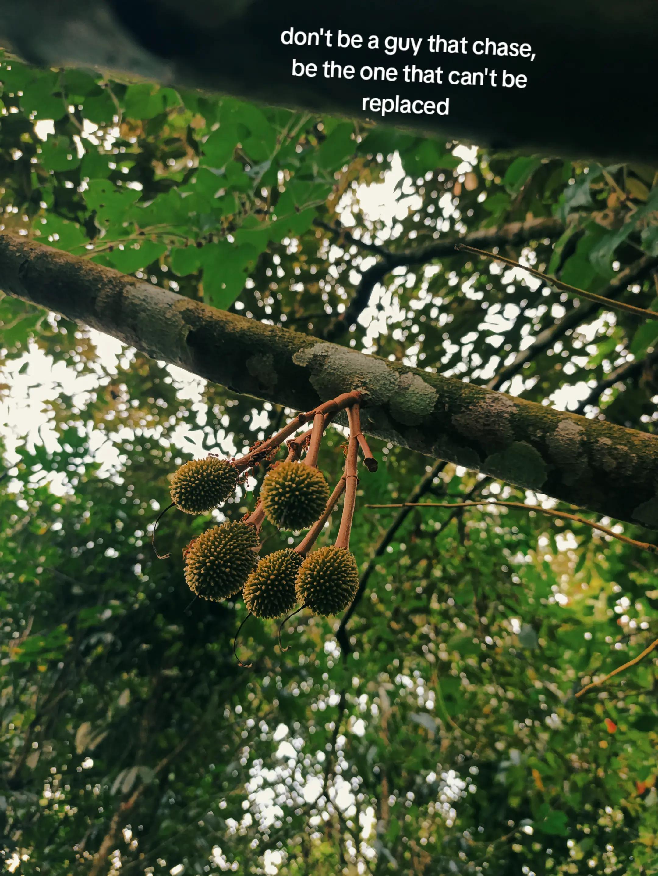 @Sagada Chocolate