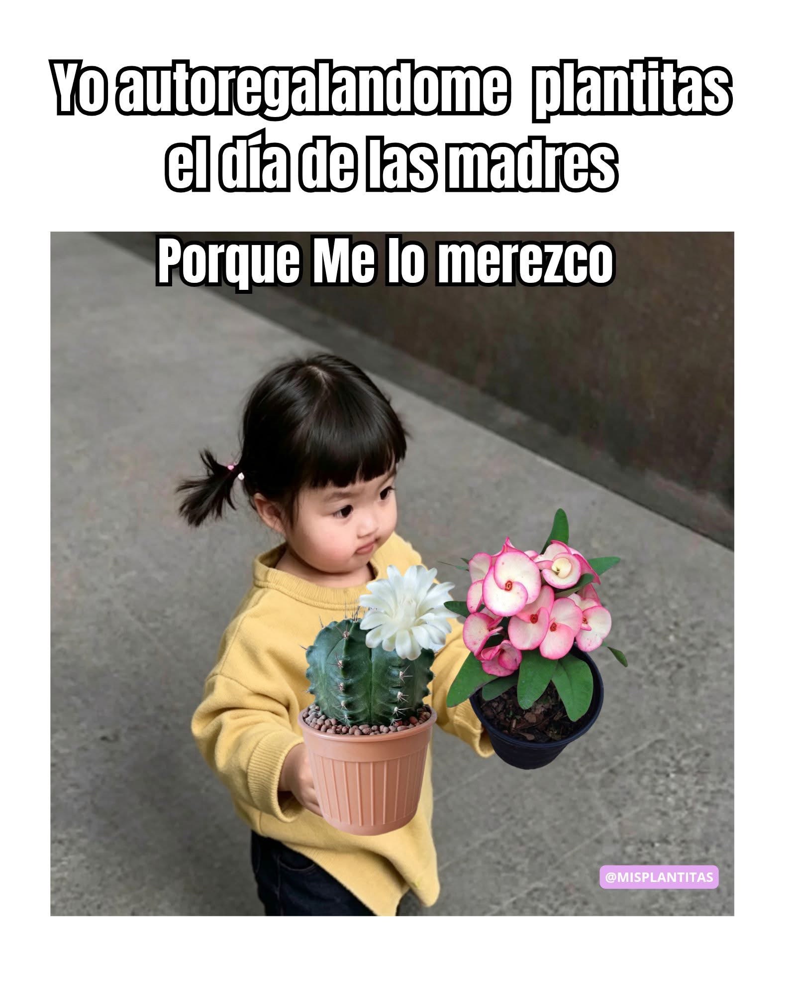@Garden roses norma 🌹🌺🌷
