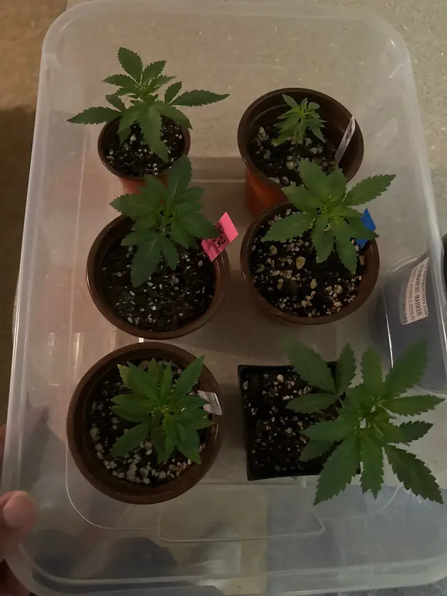 @Lucid Genetics