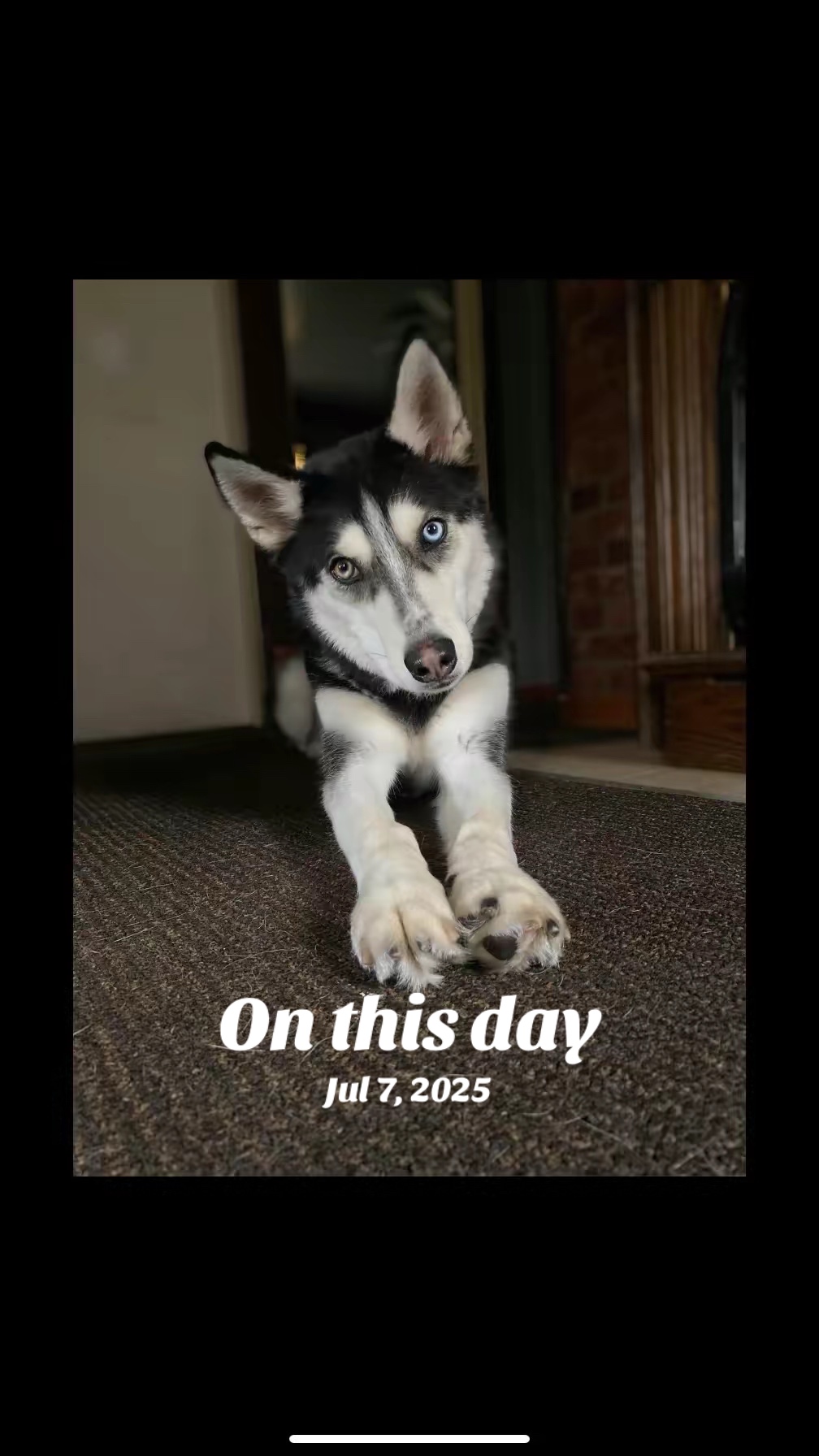 @Martin Scorsese the husky