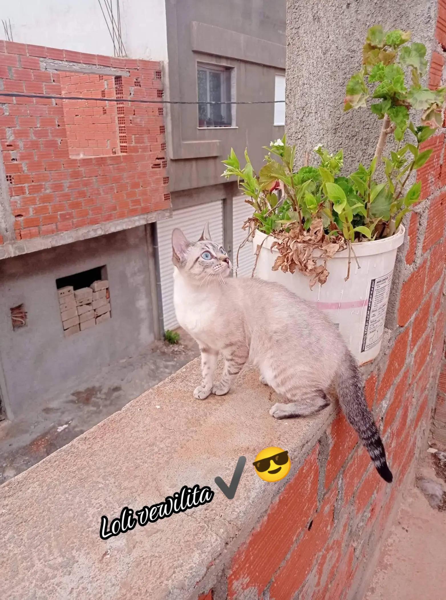 @lolivewilita2