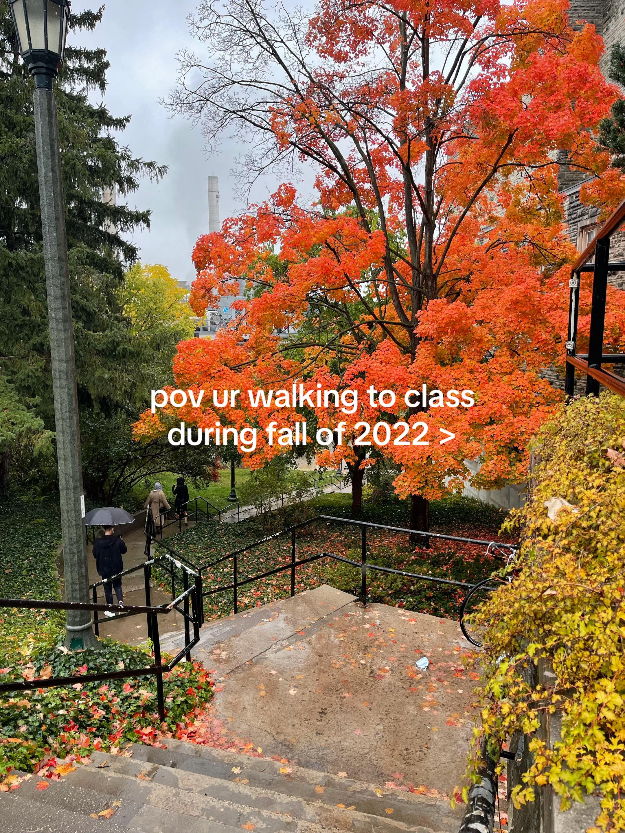 @🌺