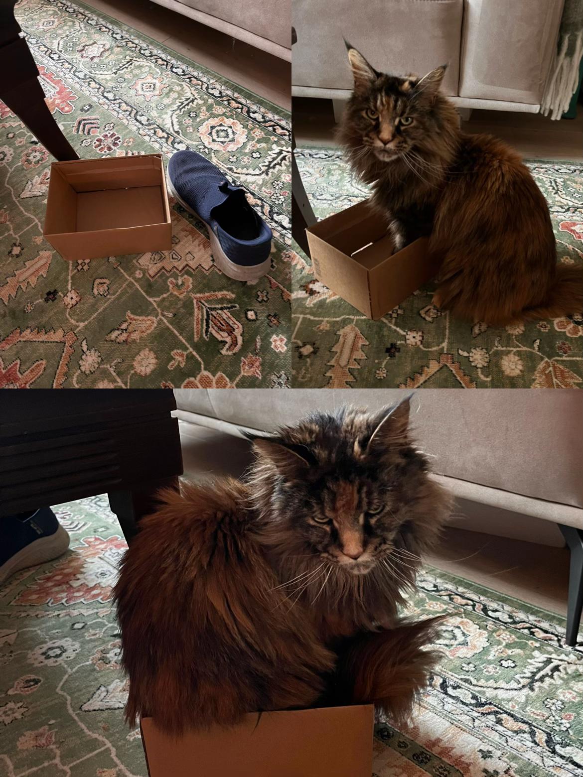@grumpycattommyandfriends