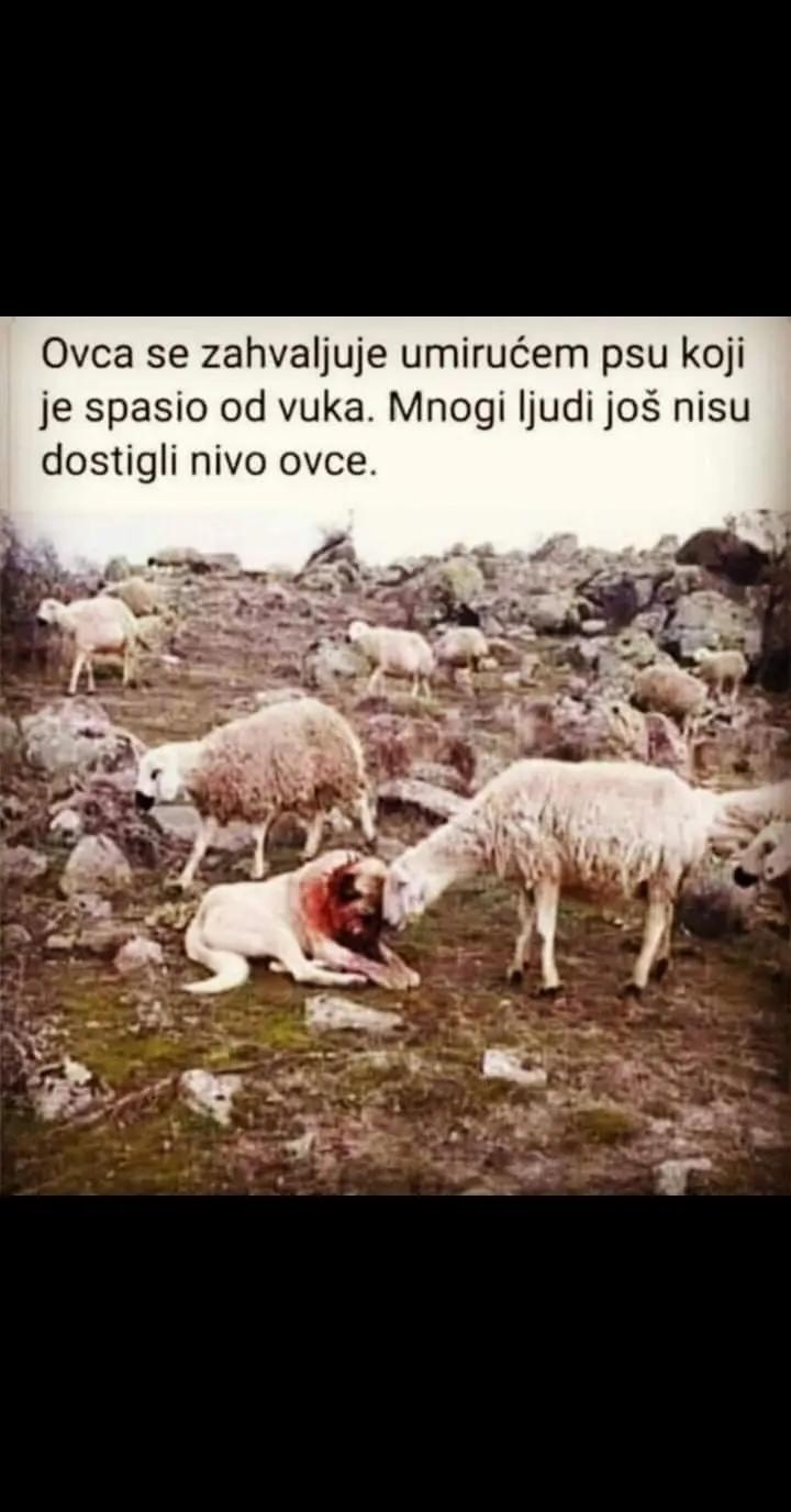 @Tonkica 🎀