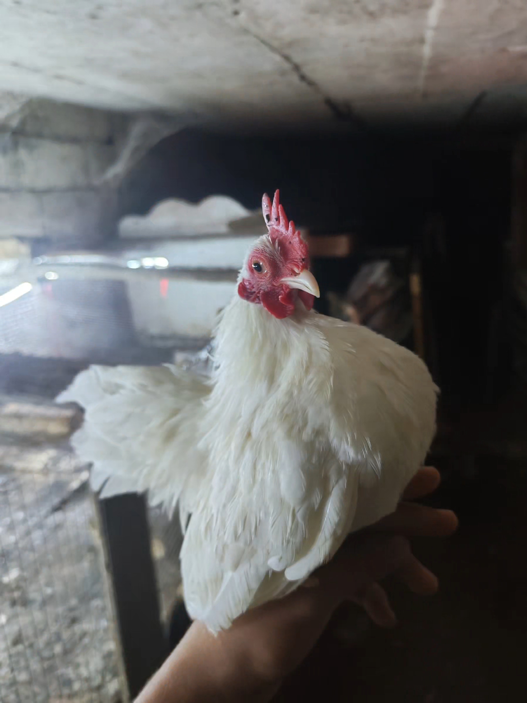 @MAŞTAĞA_QUŞCULUĞ