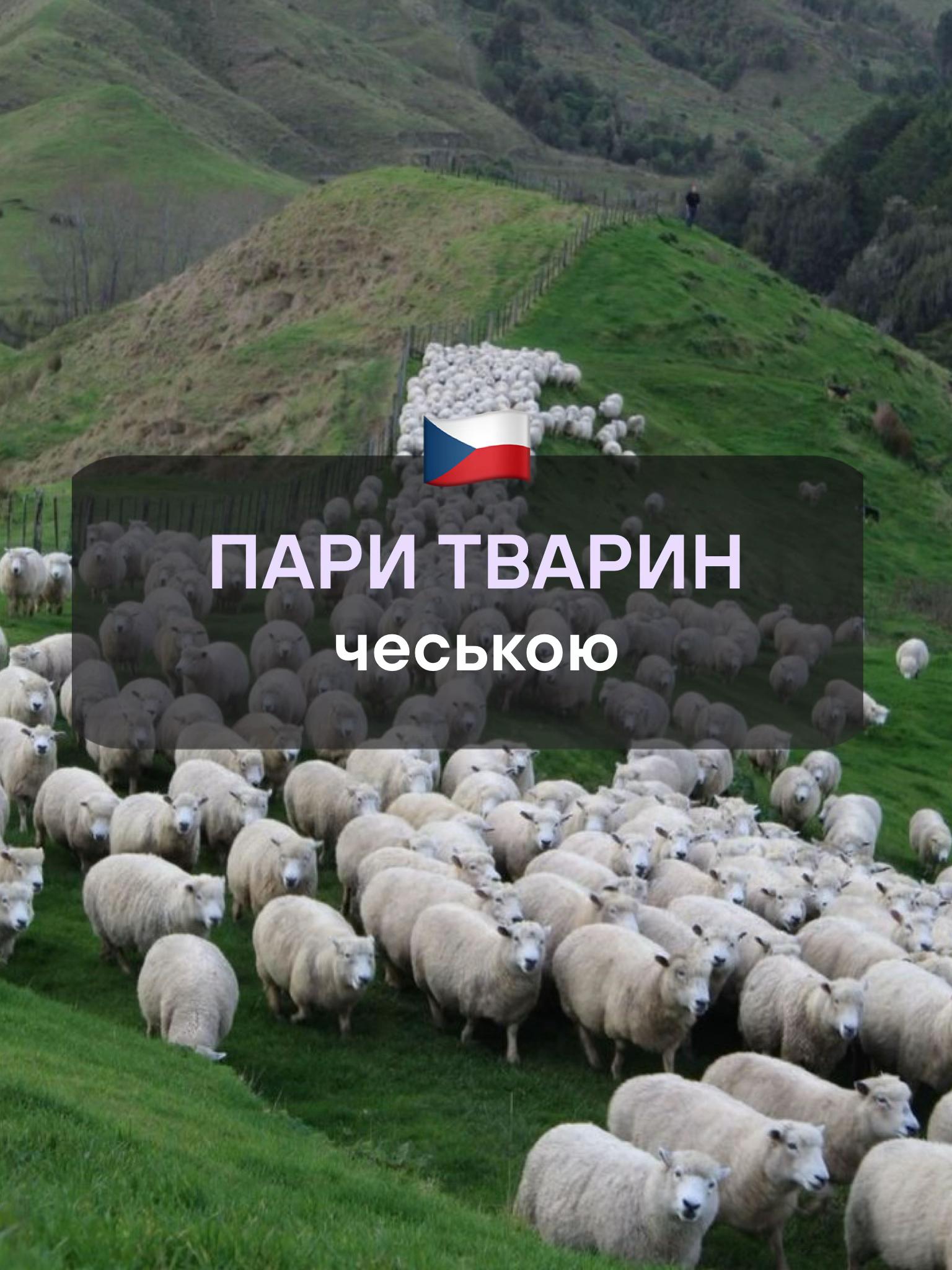 @Артем | Чеська мова | KOVER
