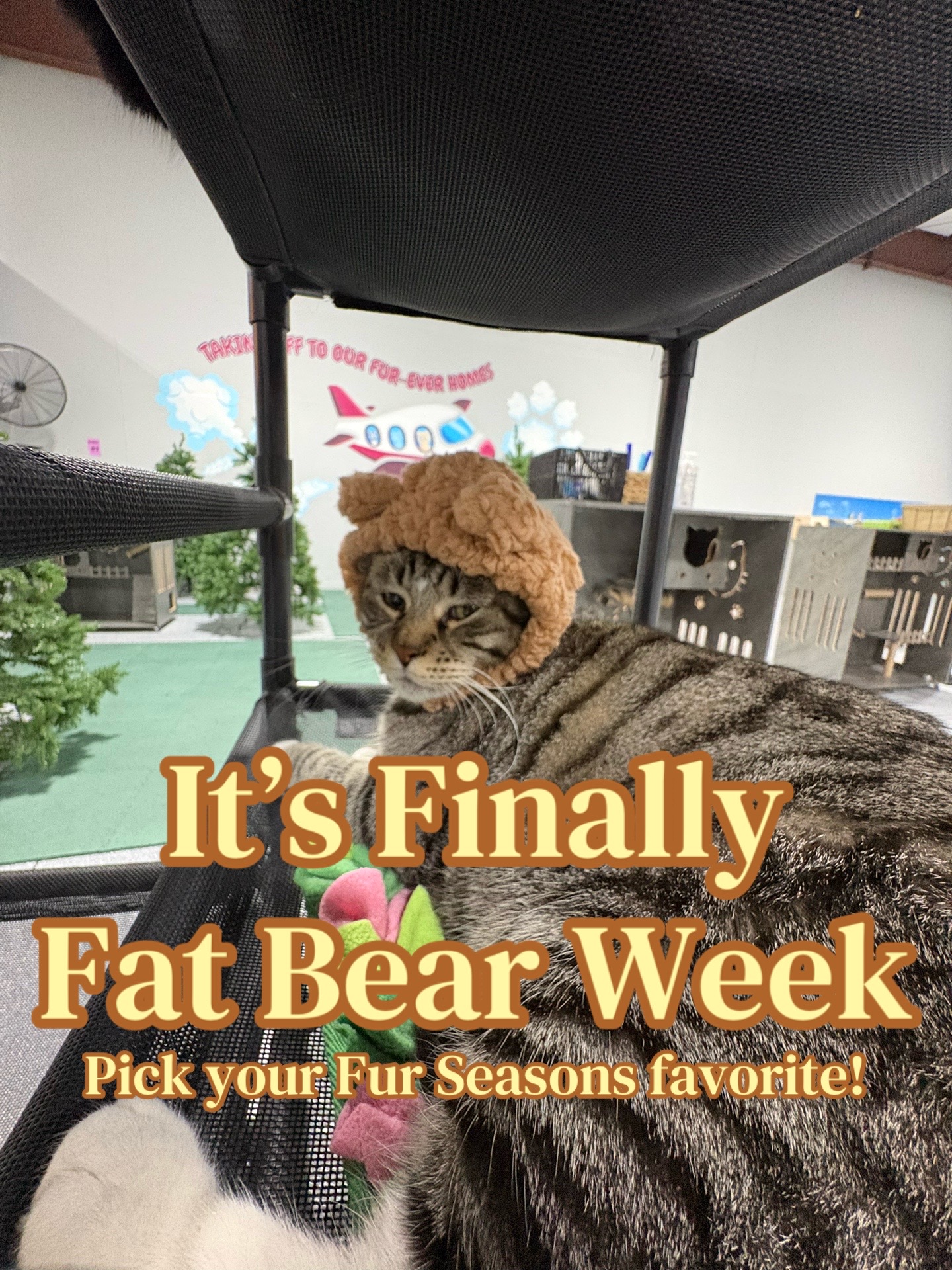 @The Fur Seasons Feline Rescue
