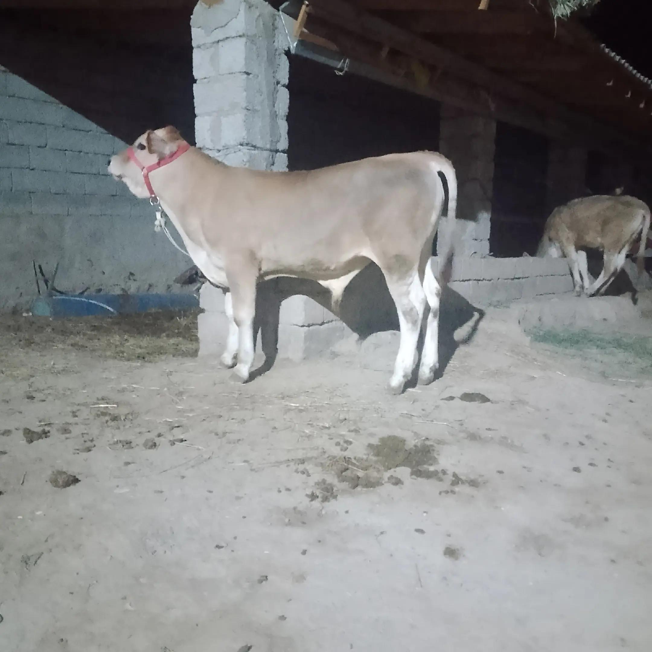 @Azizbek Mexliyev