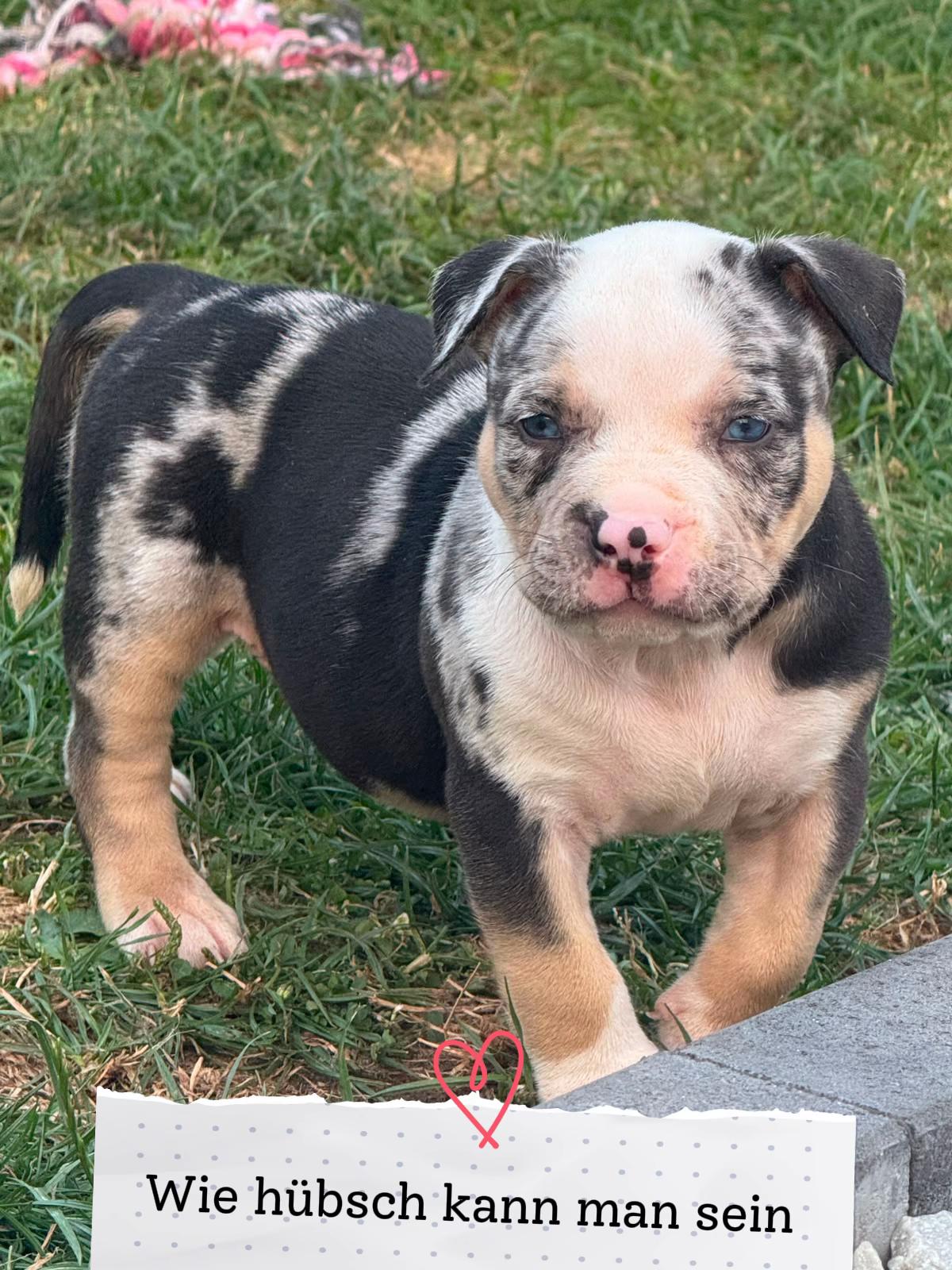 @big_muscle_bullys
