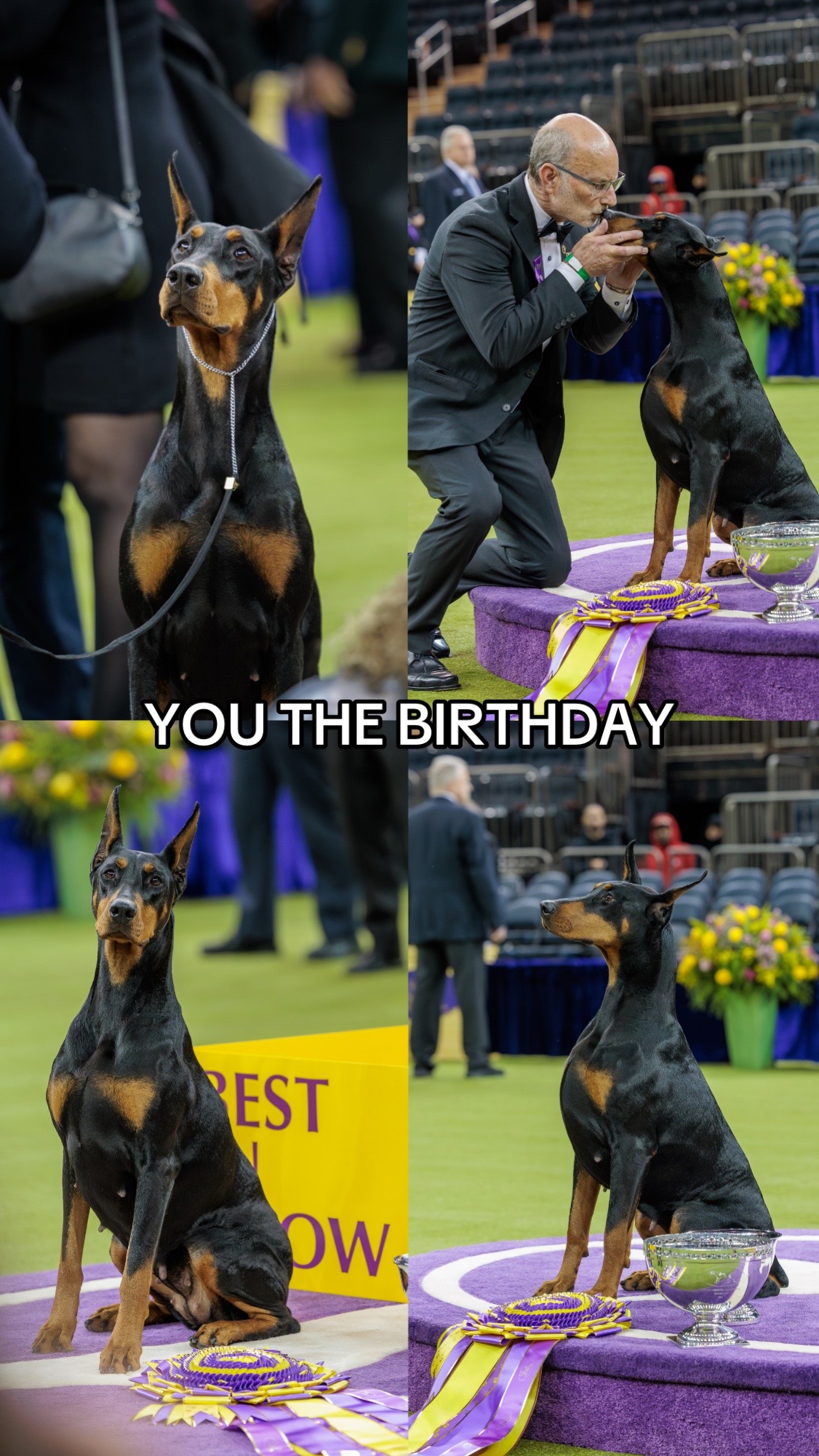 @Westminster Kennel Club