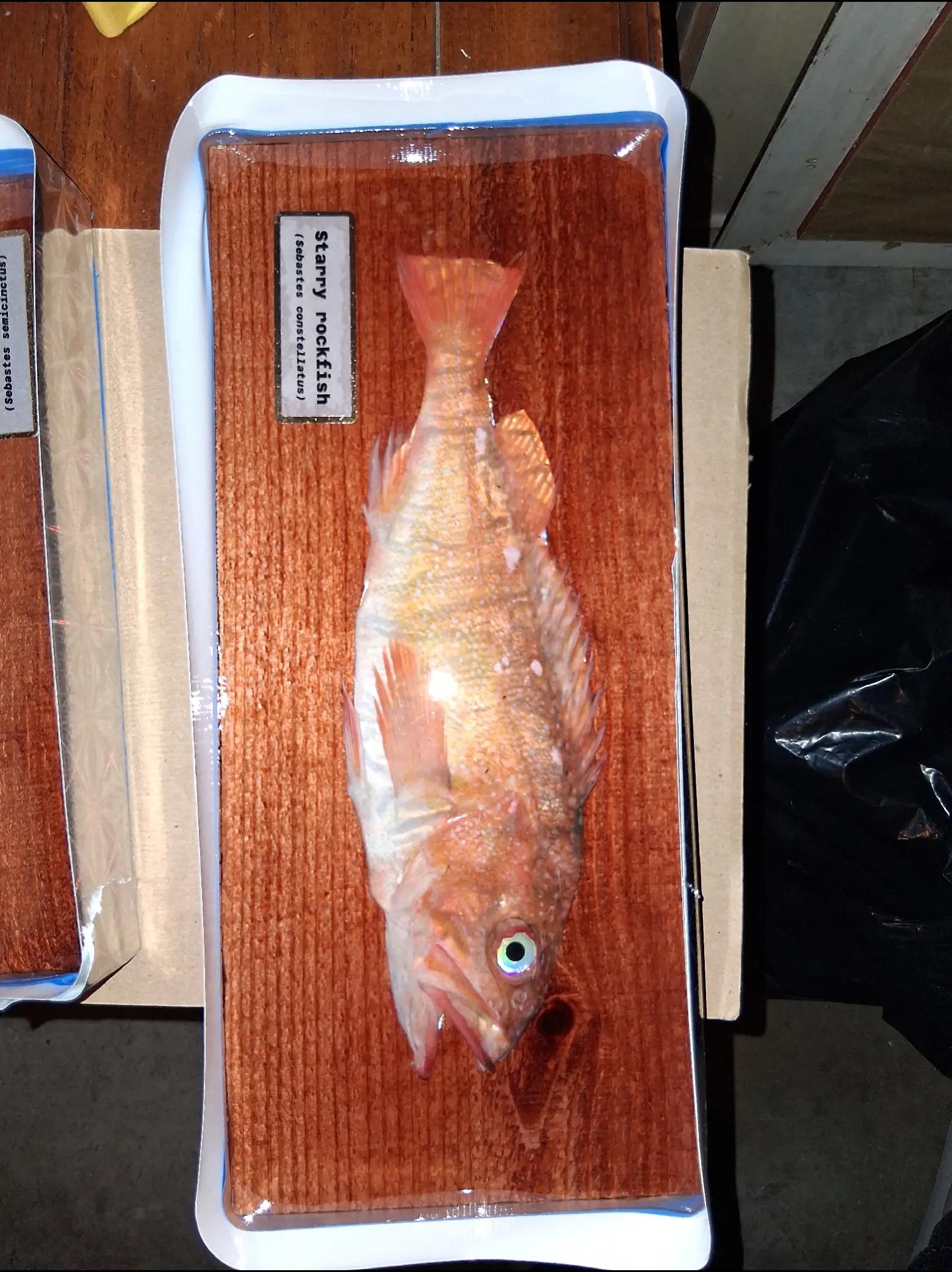 @Fish Skin Lures