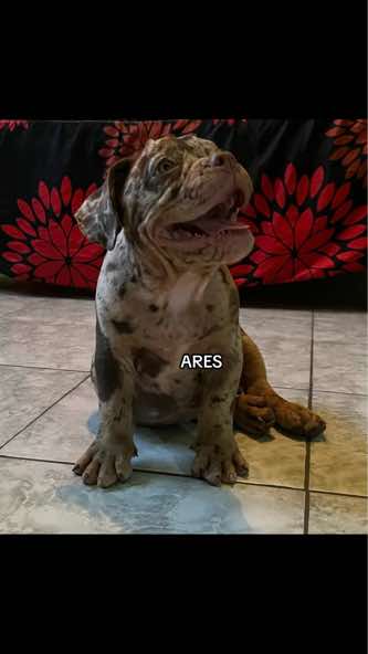 @Ares Santacruz