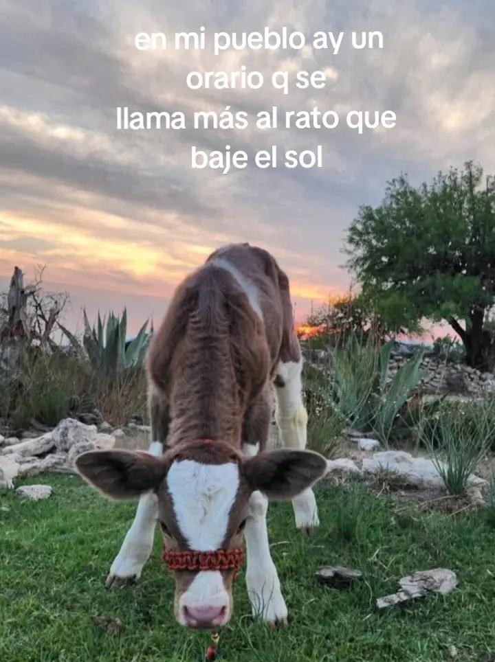 @rosi 🫀🍀🍀
