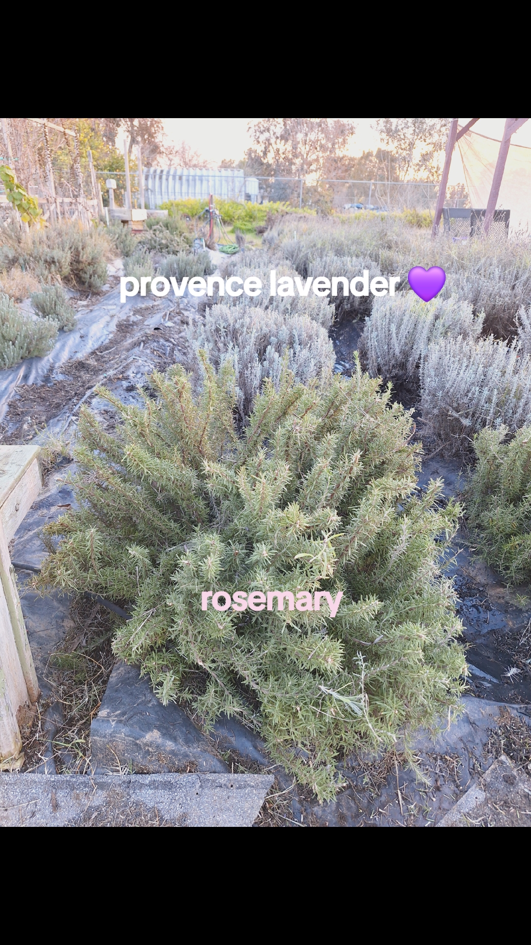 @lavenderfarmer19