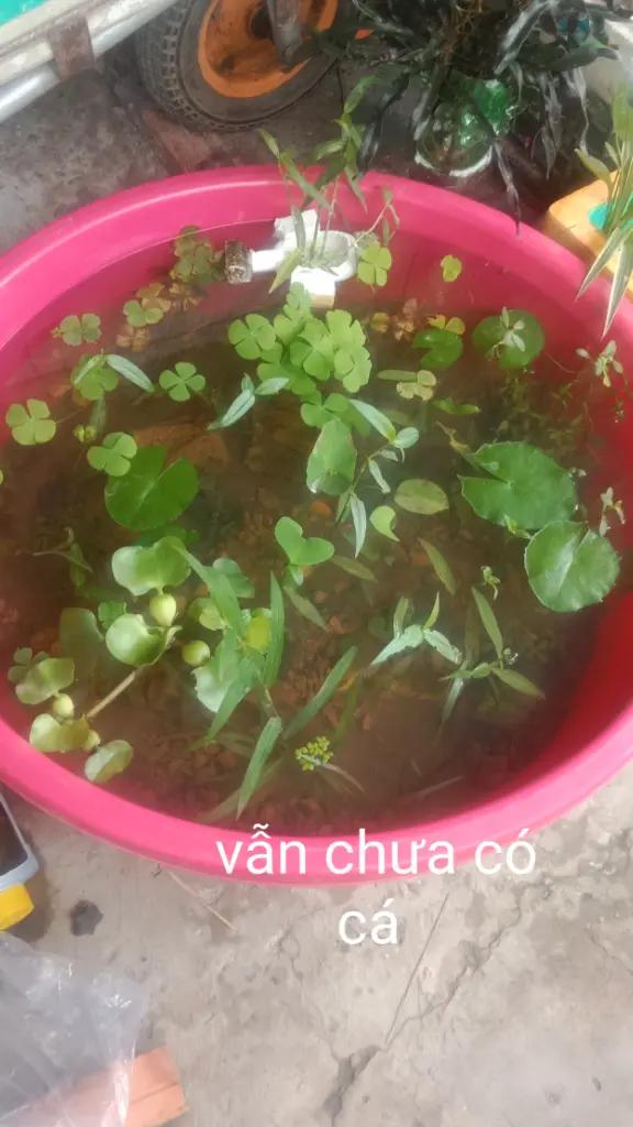 @ᅟᅟᅟᅟᅟℭỏ  𓆉