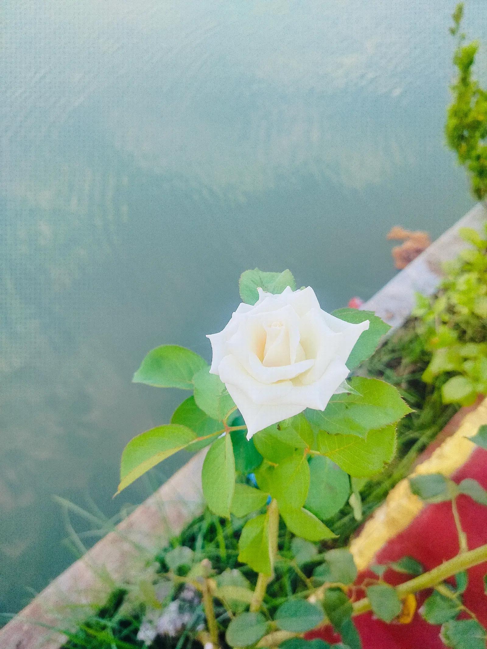 @๐ฏ๐ฝ๐พ๐๐๐ถ๐ ๐ฉ๐๐
