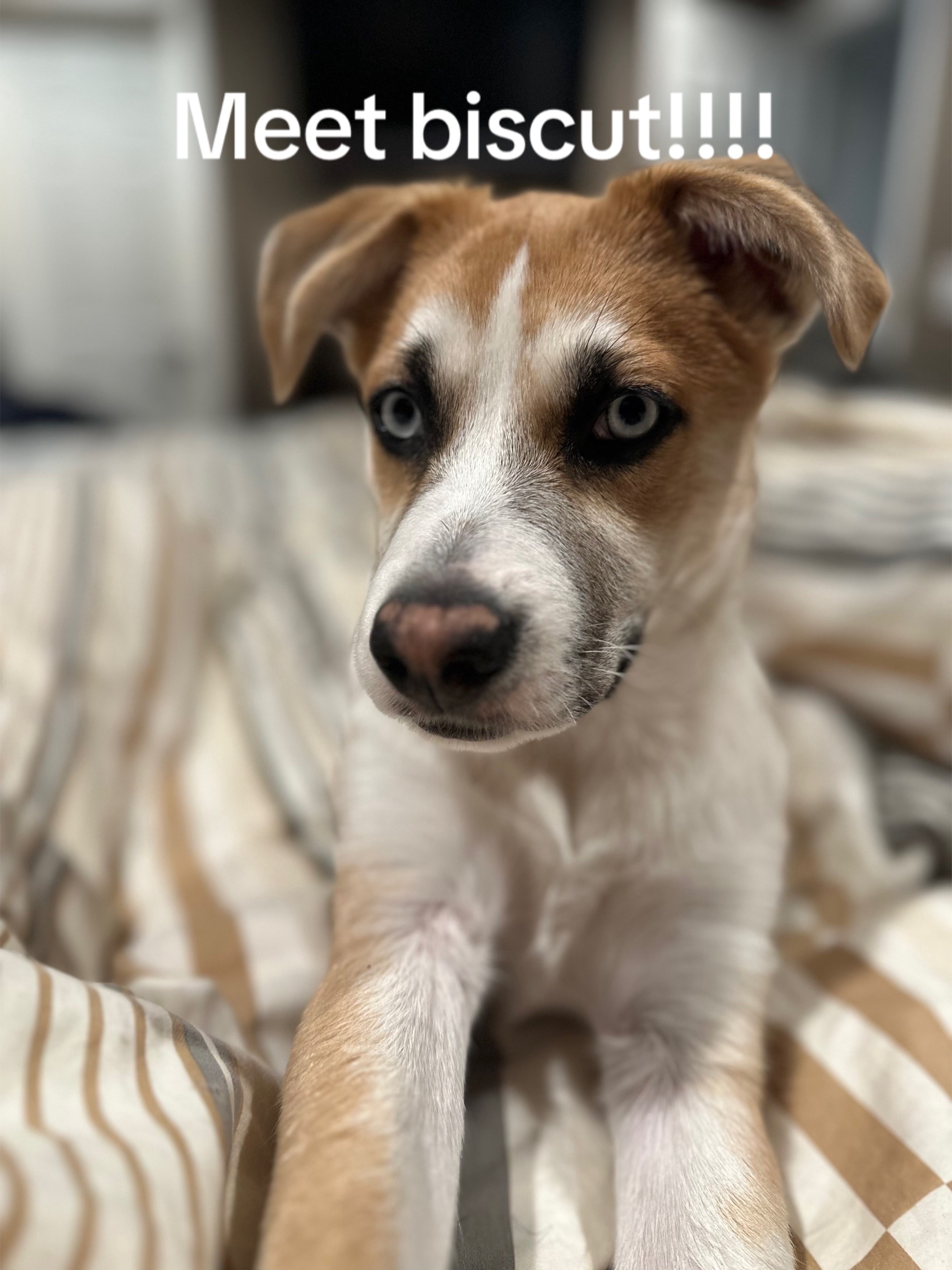 @FosteringPawz