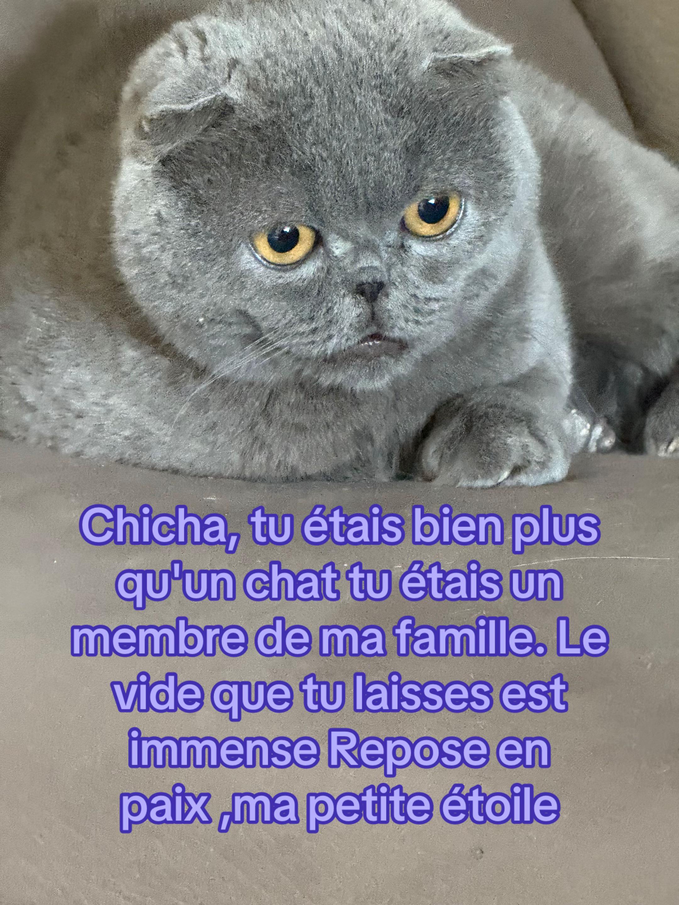 @Cheba Sabrine Officiel ☑️
