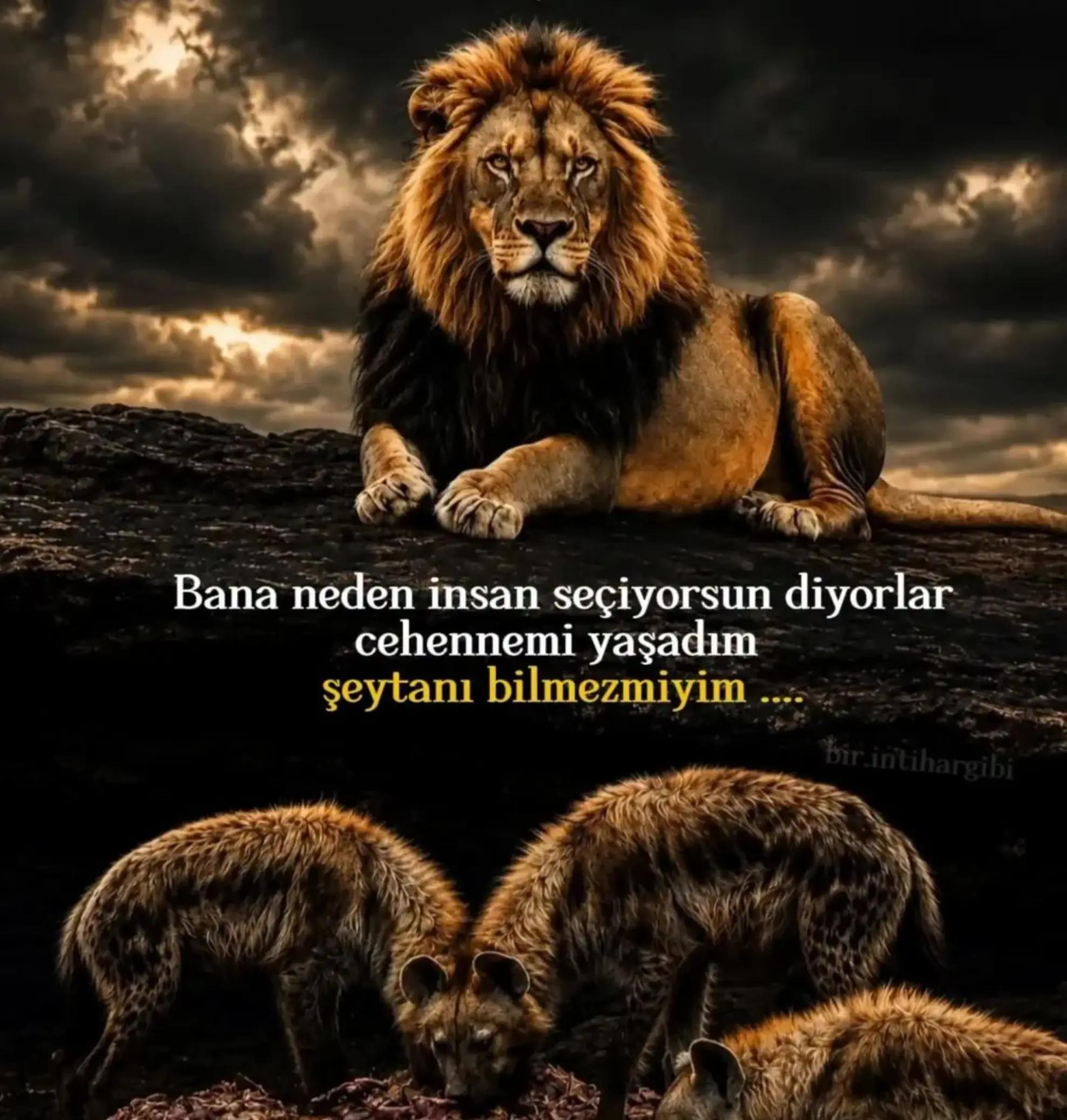 @MEHMET MERSAVOĞLU ✅